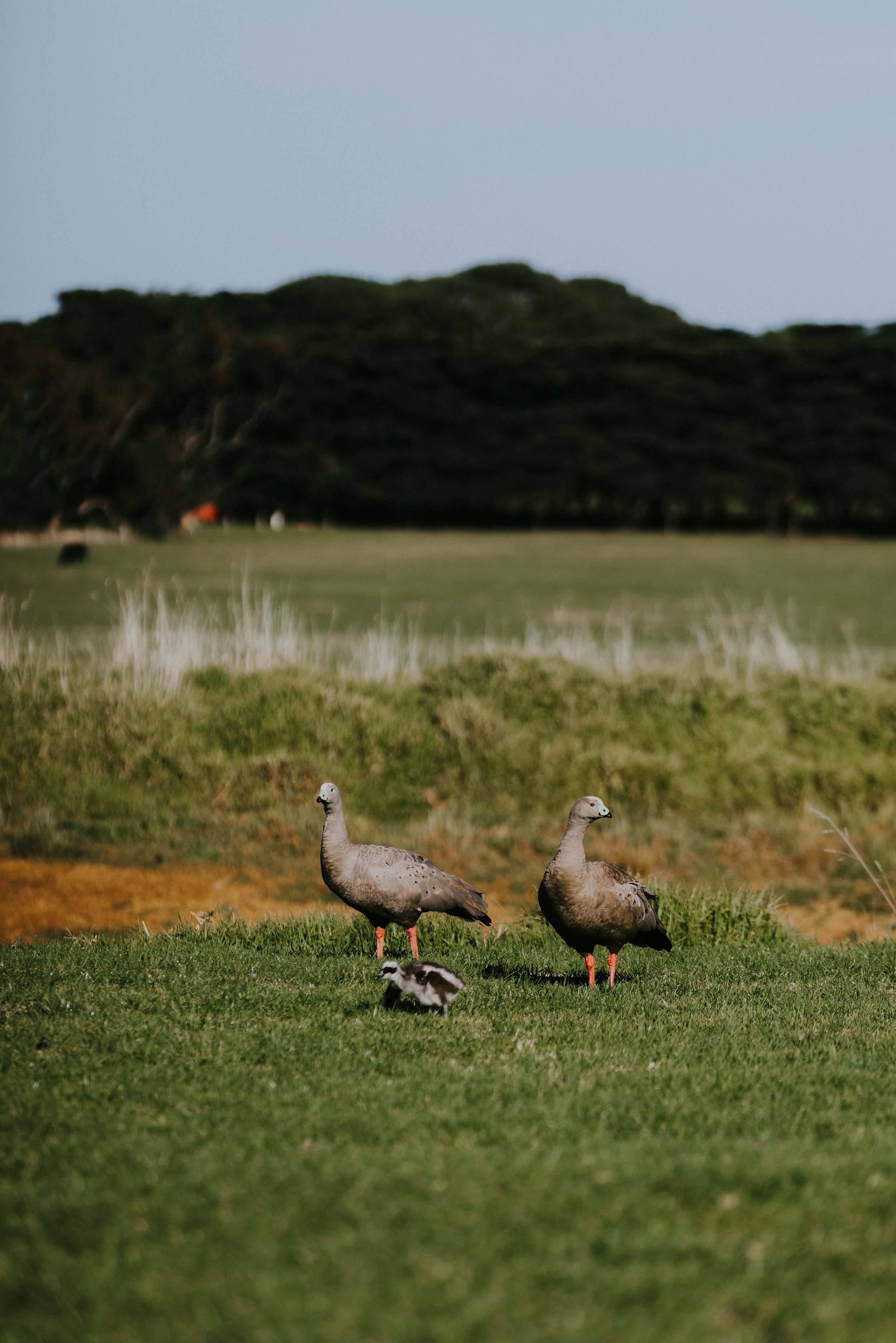 ZOE PHOTOGRAPY STUDIO - PHILLIP ISLAND WINERY-5744.jpg