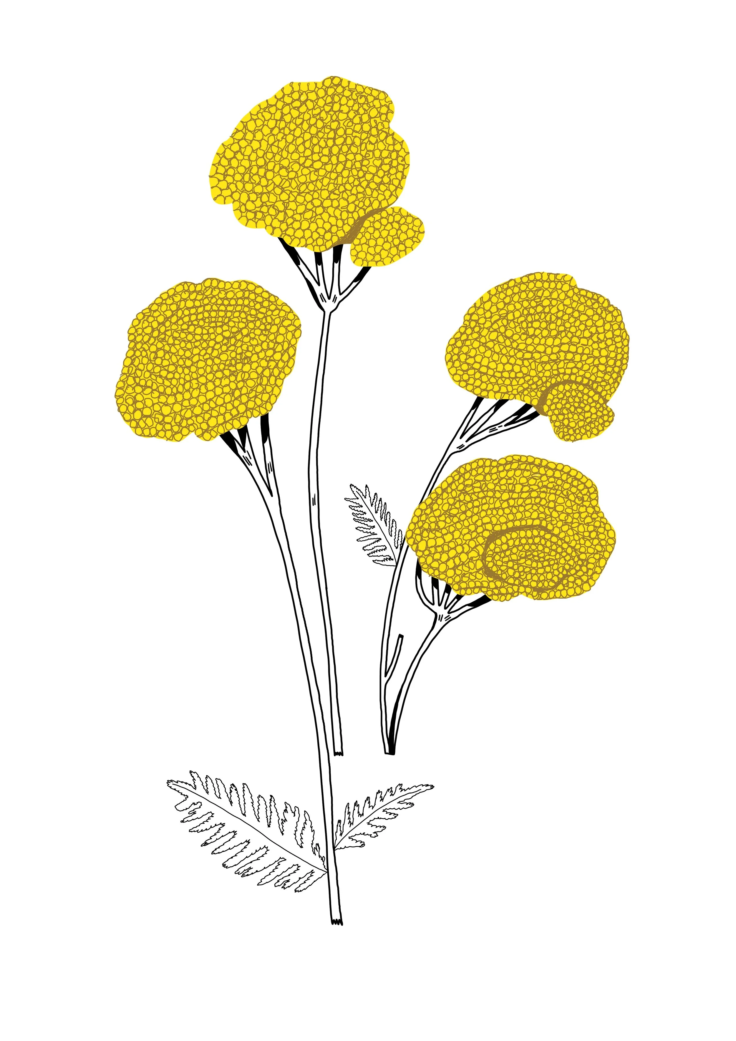Fern_Leaf_Yarrow.jpg