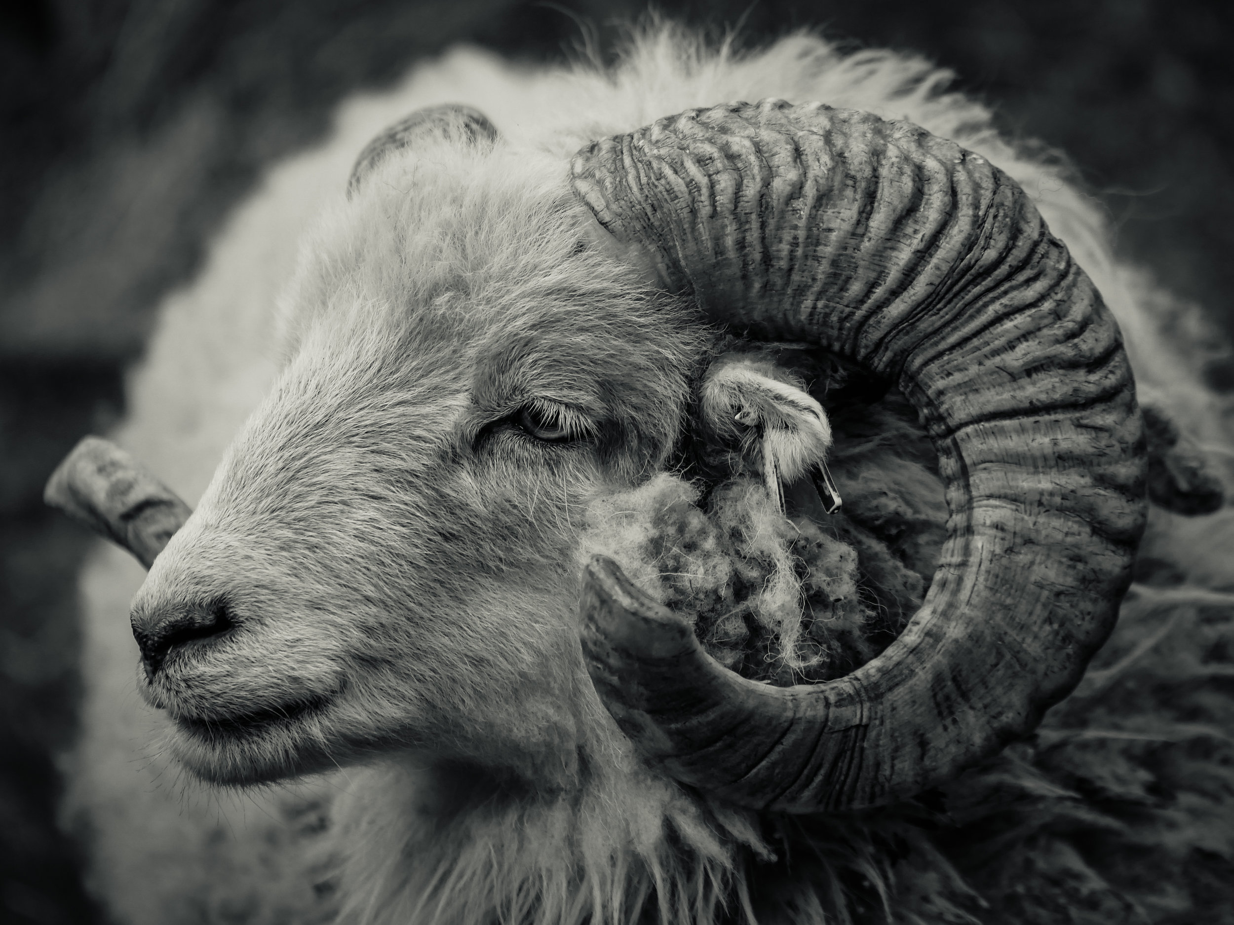 Dominator RAM