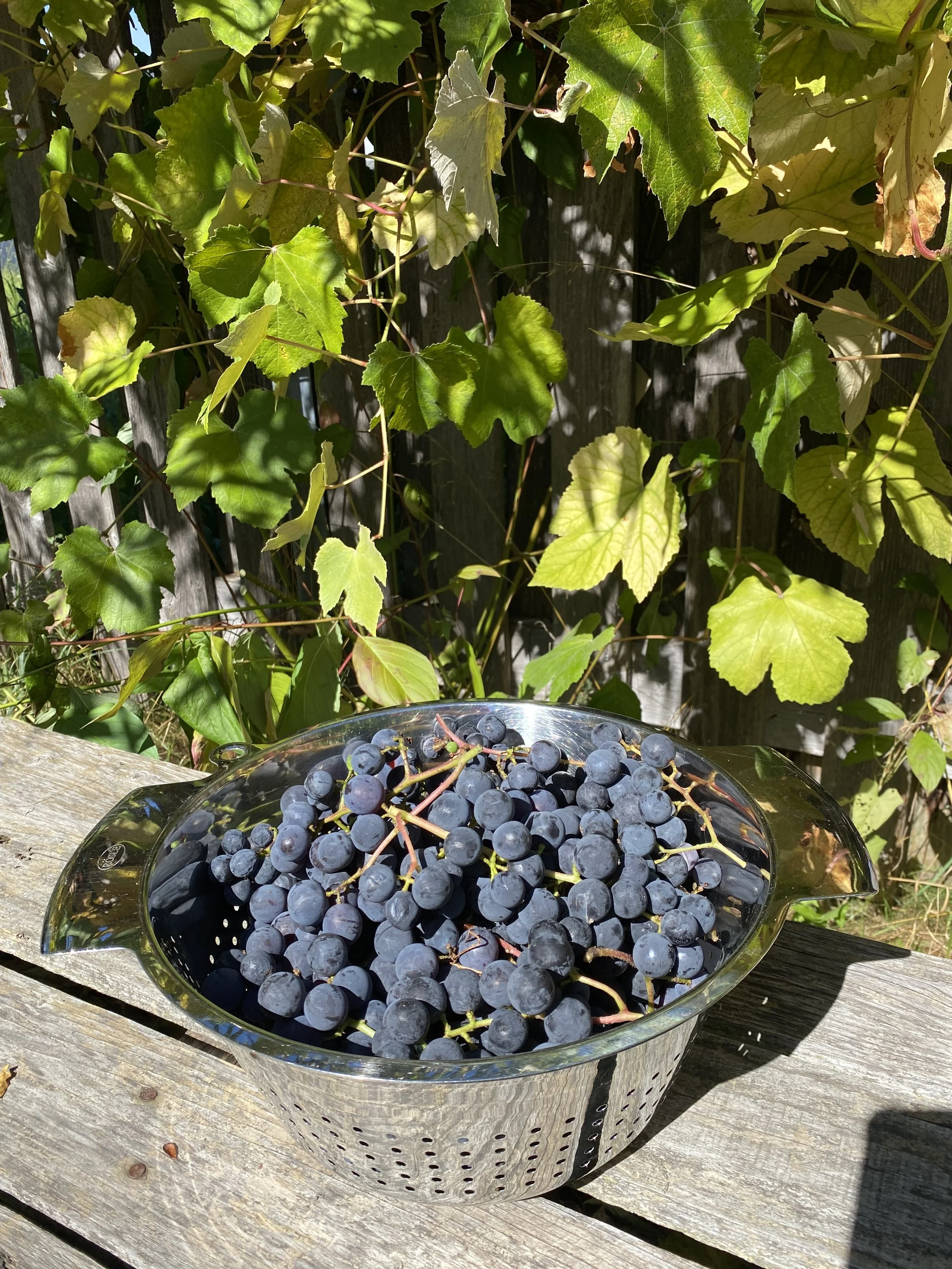Gartentag 2, 2026