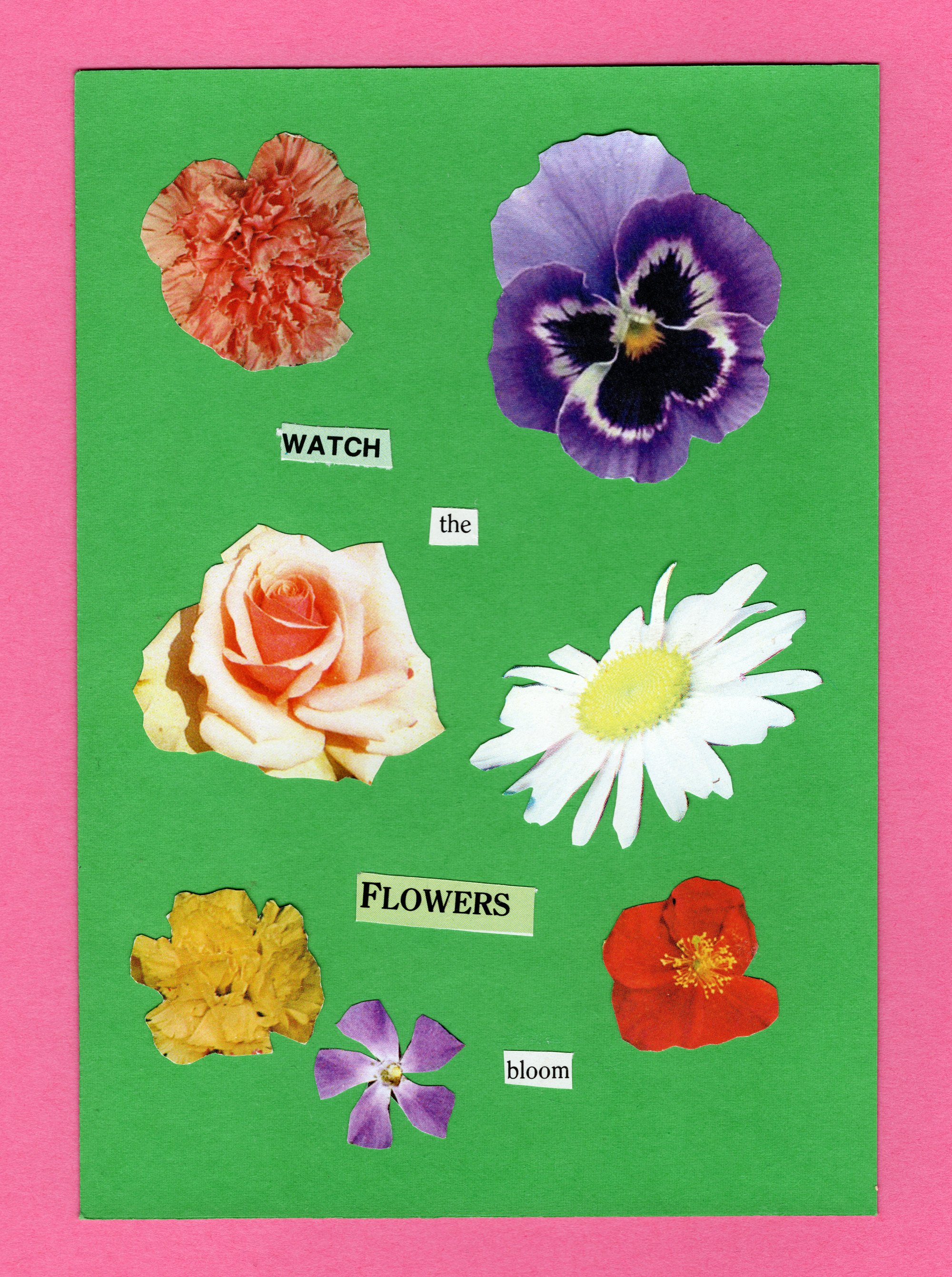 postcards from preston so many flowers 9.10.21 no527.jpg