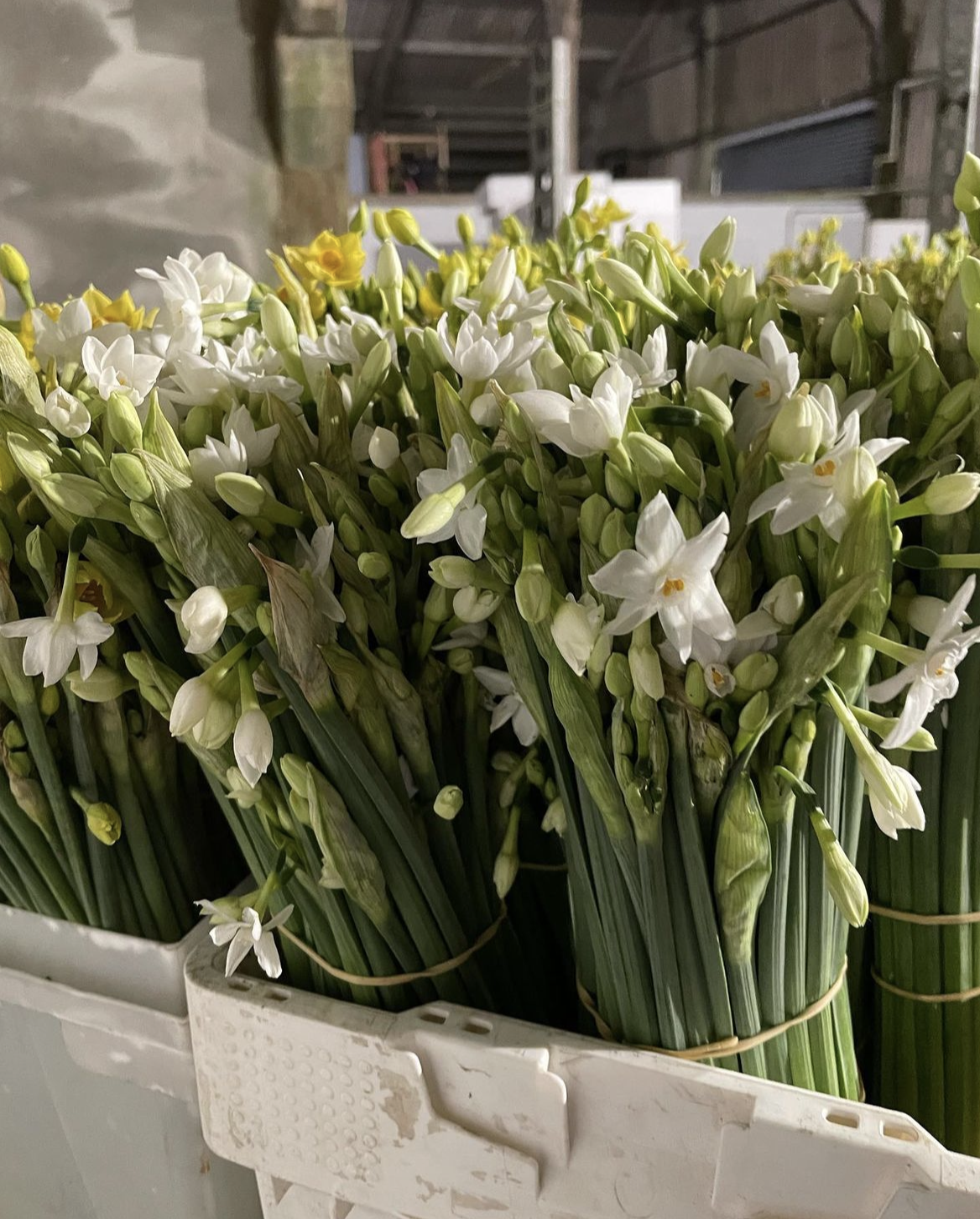 British flower wholesaler - Clowance Flowers