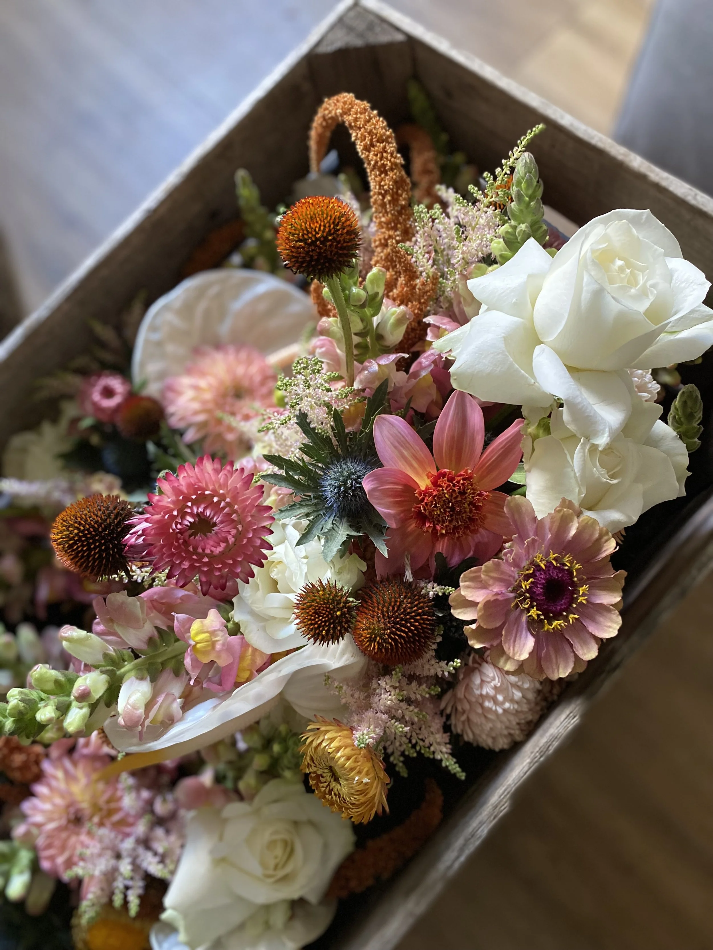 Job-Verbena Flowers4.jpeg