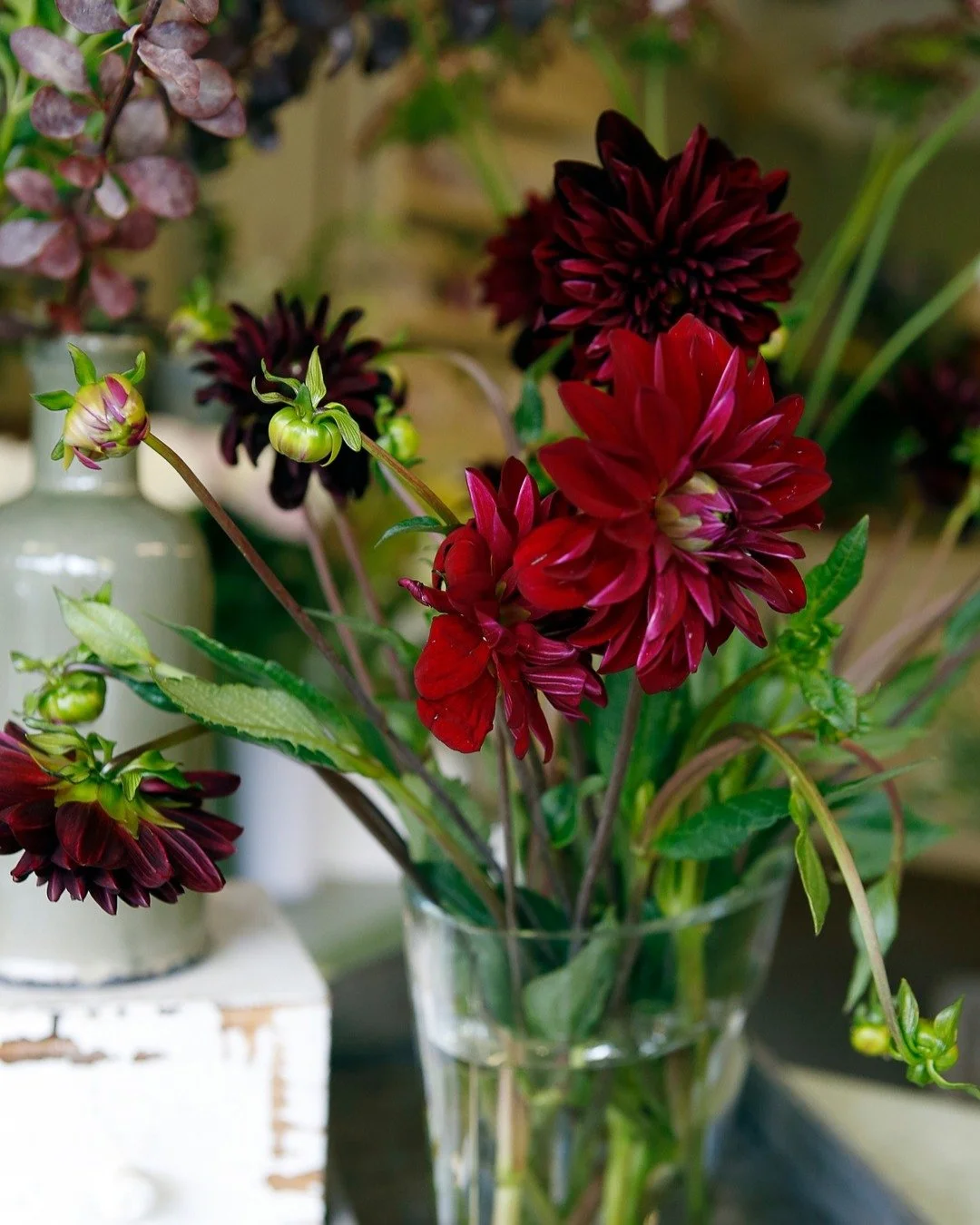 Who else has been soaking up the last of the dahlias? 🍷 This rich burgundy-red has been everywhere this season, such a favourite! Are you still sneaking them into your designs, or have you waved them off for the year?

#Dahliaseason #FloristLife #Se