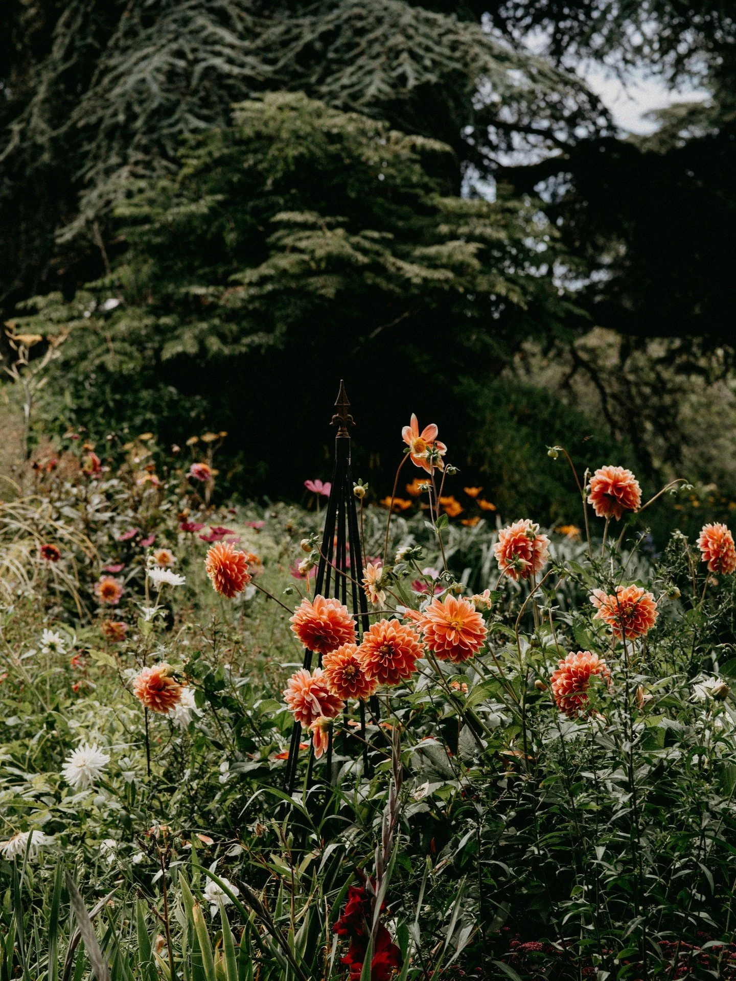 British blooms are still going strong and it makes our hearts happy 🌿
Who&rsquo;s keeping it local and still buying from their favourite growers?