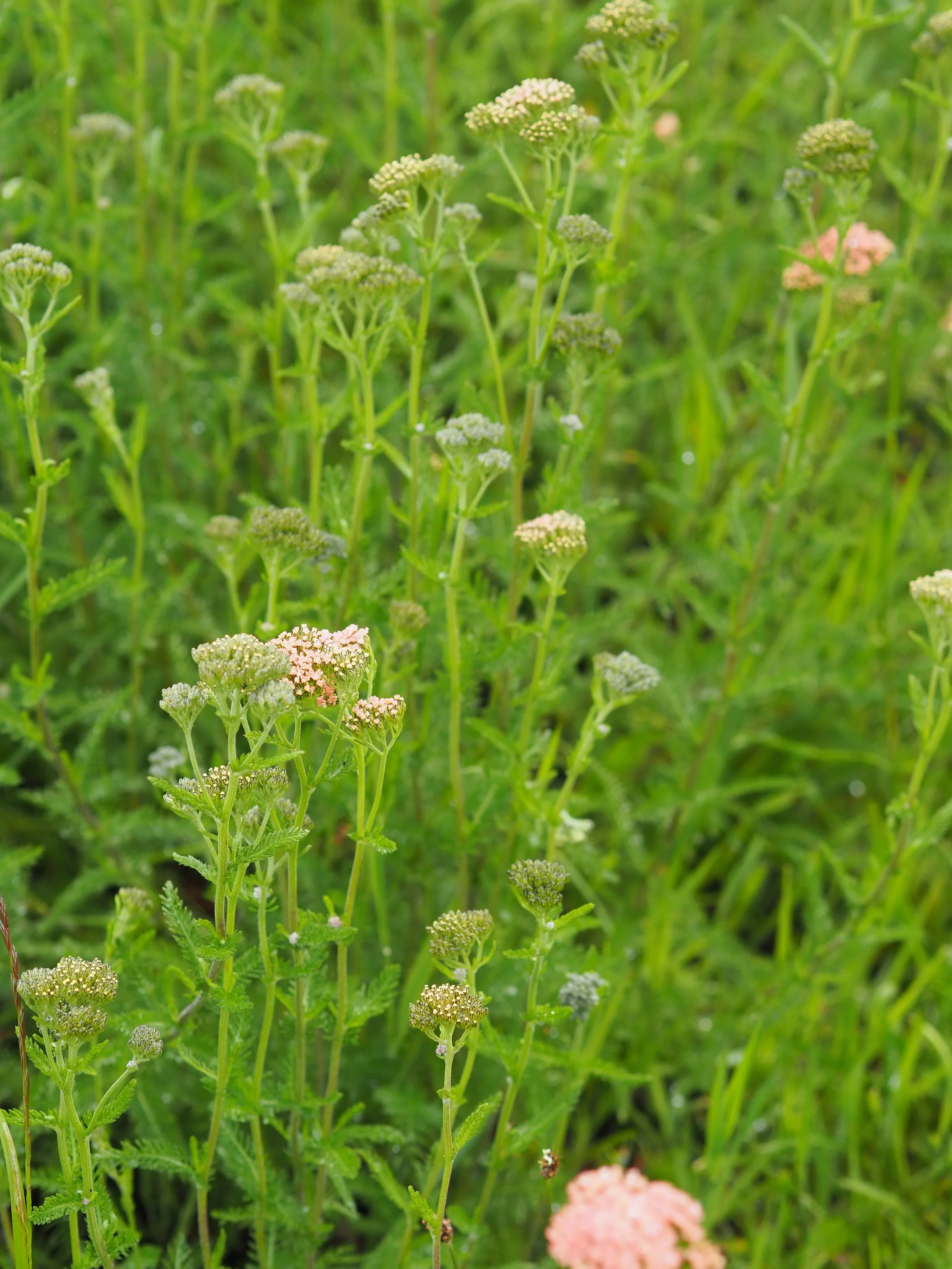 P6125156.jpg