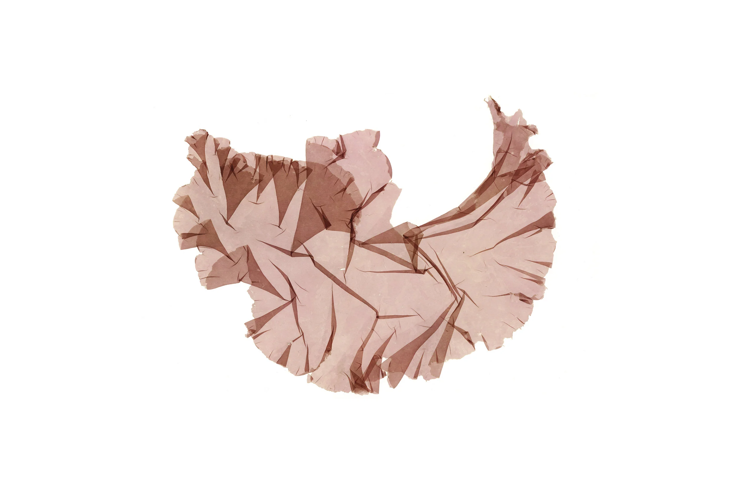 NORI 58.jpg