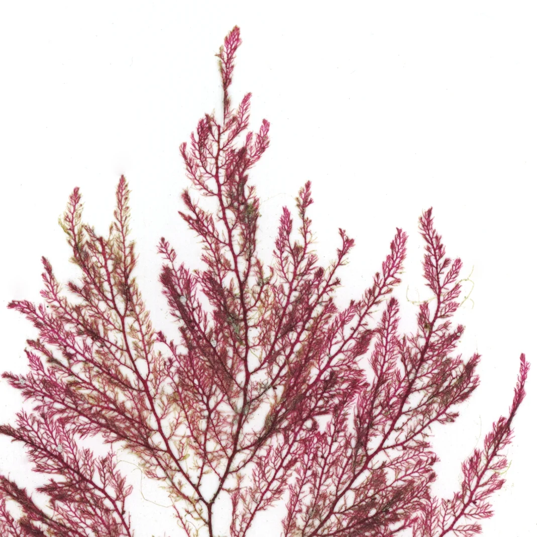 190112_NORI SCAN_24x30_ 3_crop2.jpg