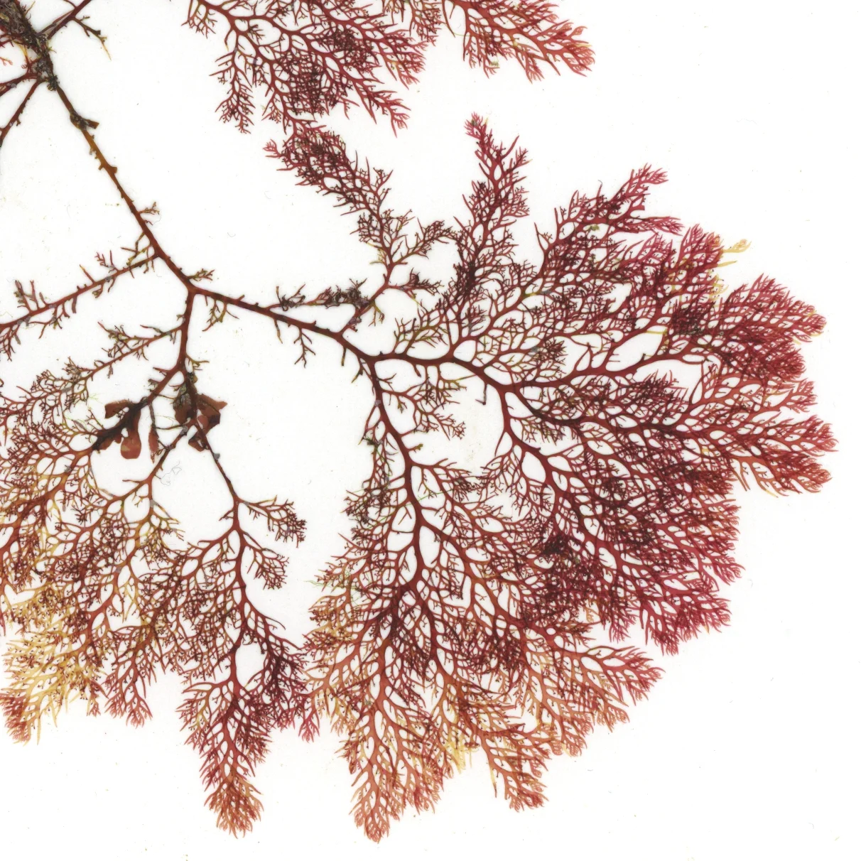 190112_NORI SCAN_24x30_ 4_crop2.jpg