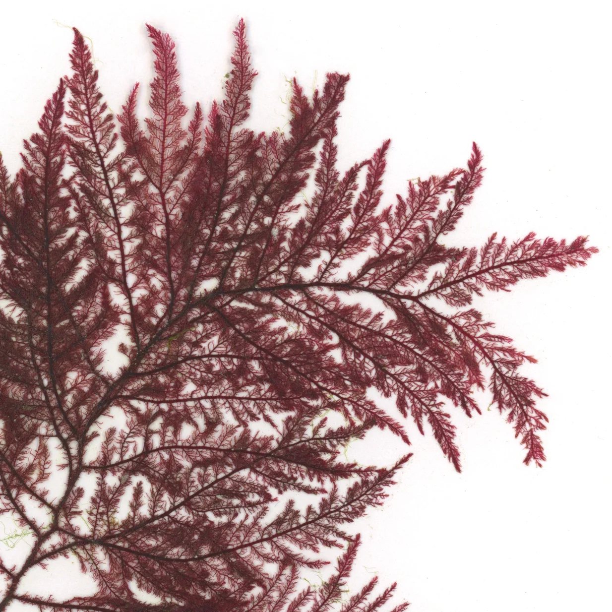 190112_NORI SCAN_30x40_15_crop1.jpg