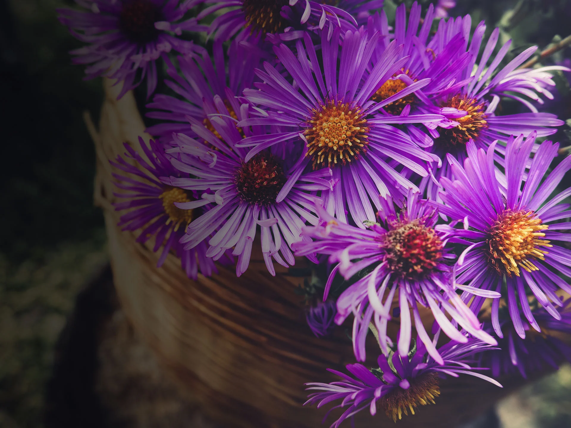 asters-gradient.jpg