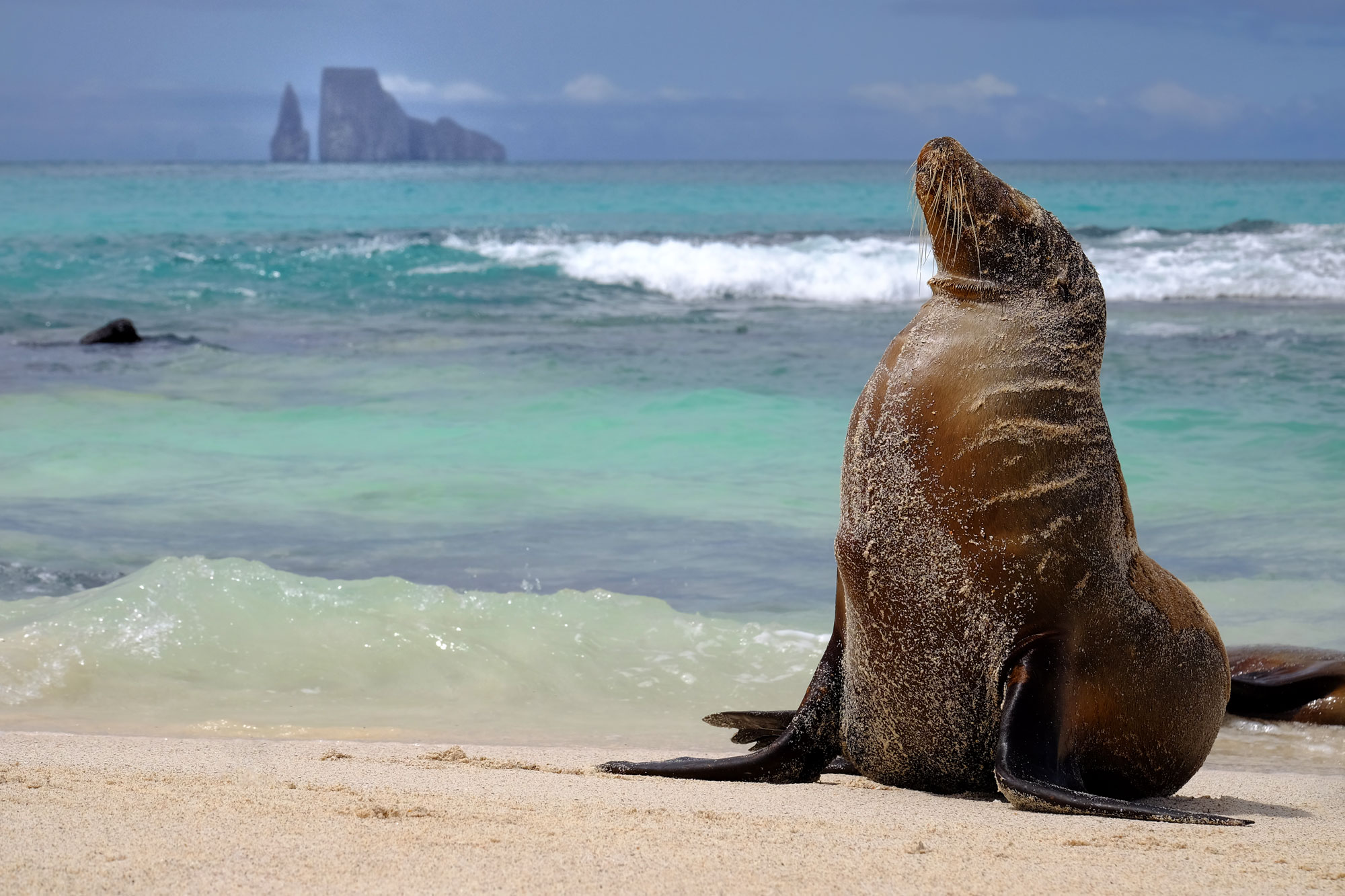 For-Web-large-sea-lion-and-kicker-rock-header-copy.jpg