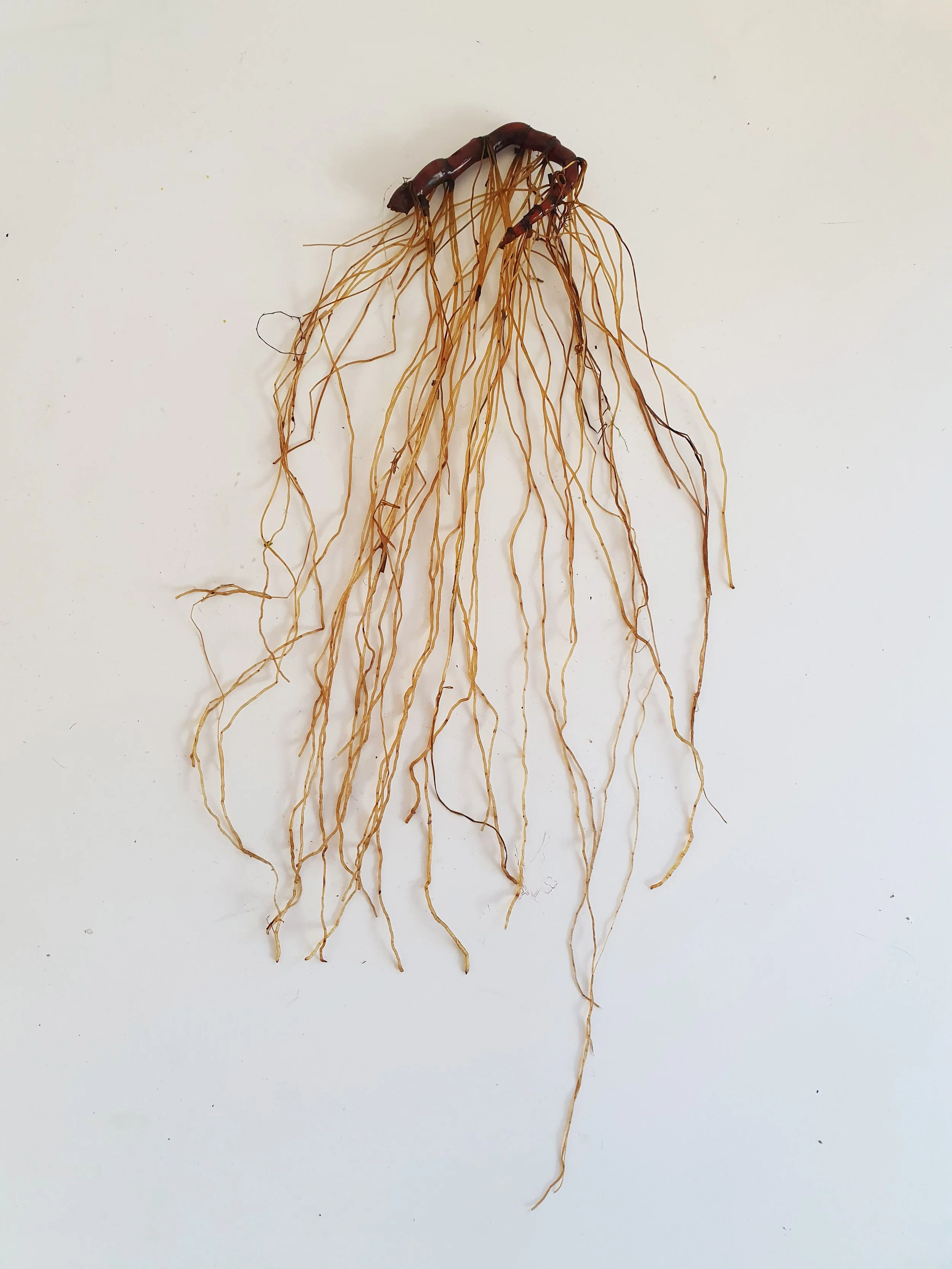 32.uprooted .jpg