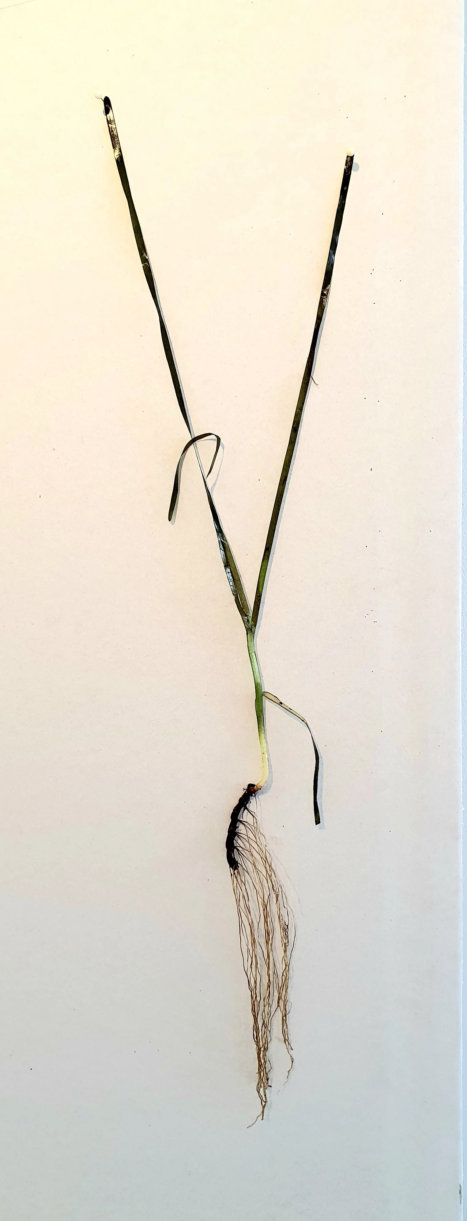 33. seagrass and roots.jpg