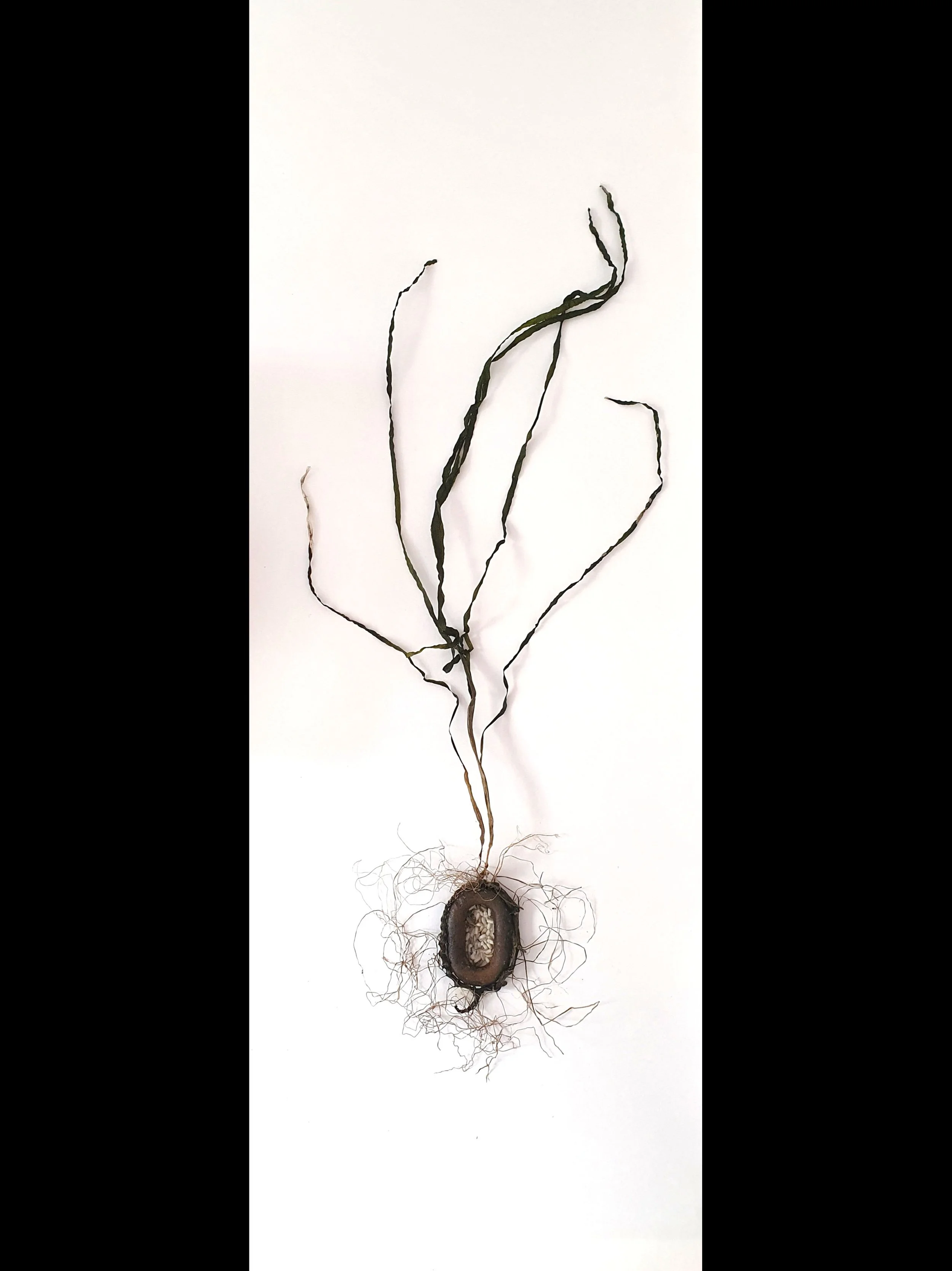 seagrass with chain an dseeds.jpg