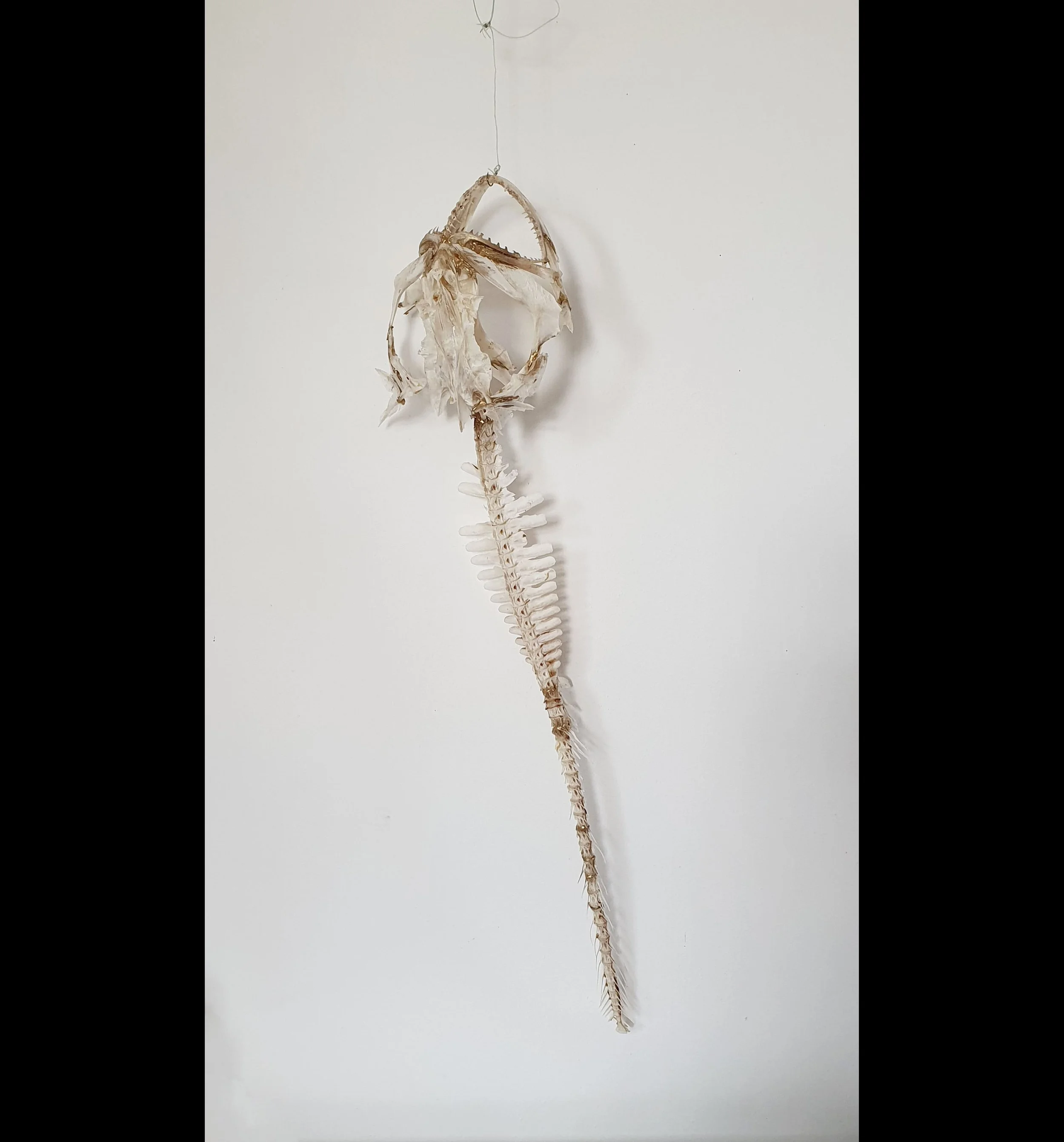 Gill Melling, hanging by a thread fish close.jpg