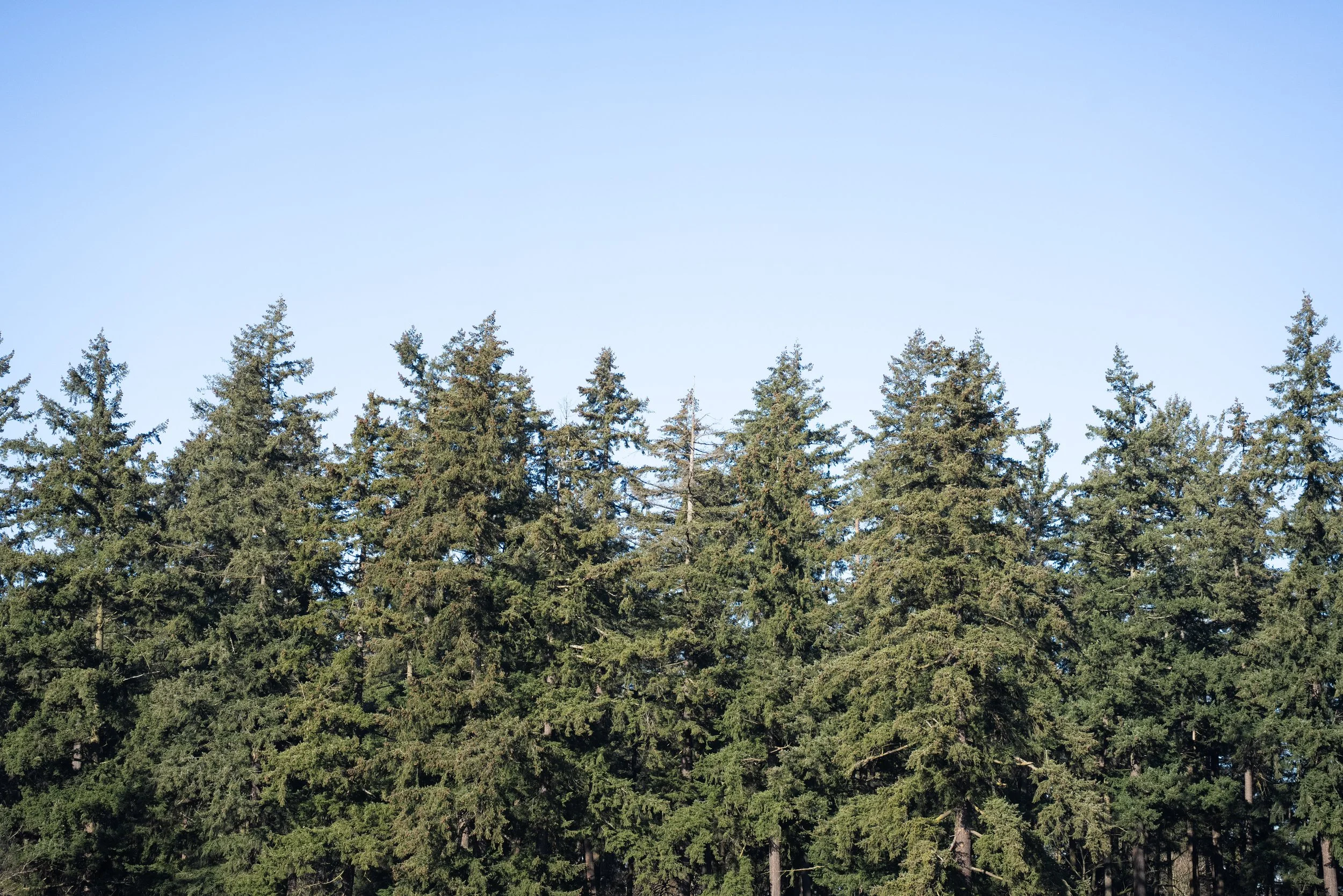 One Year With the Sony A7CR