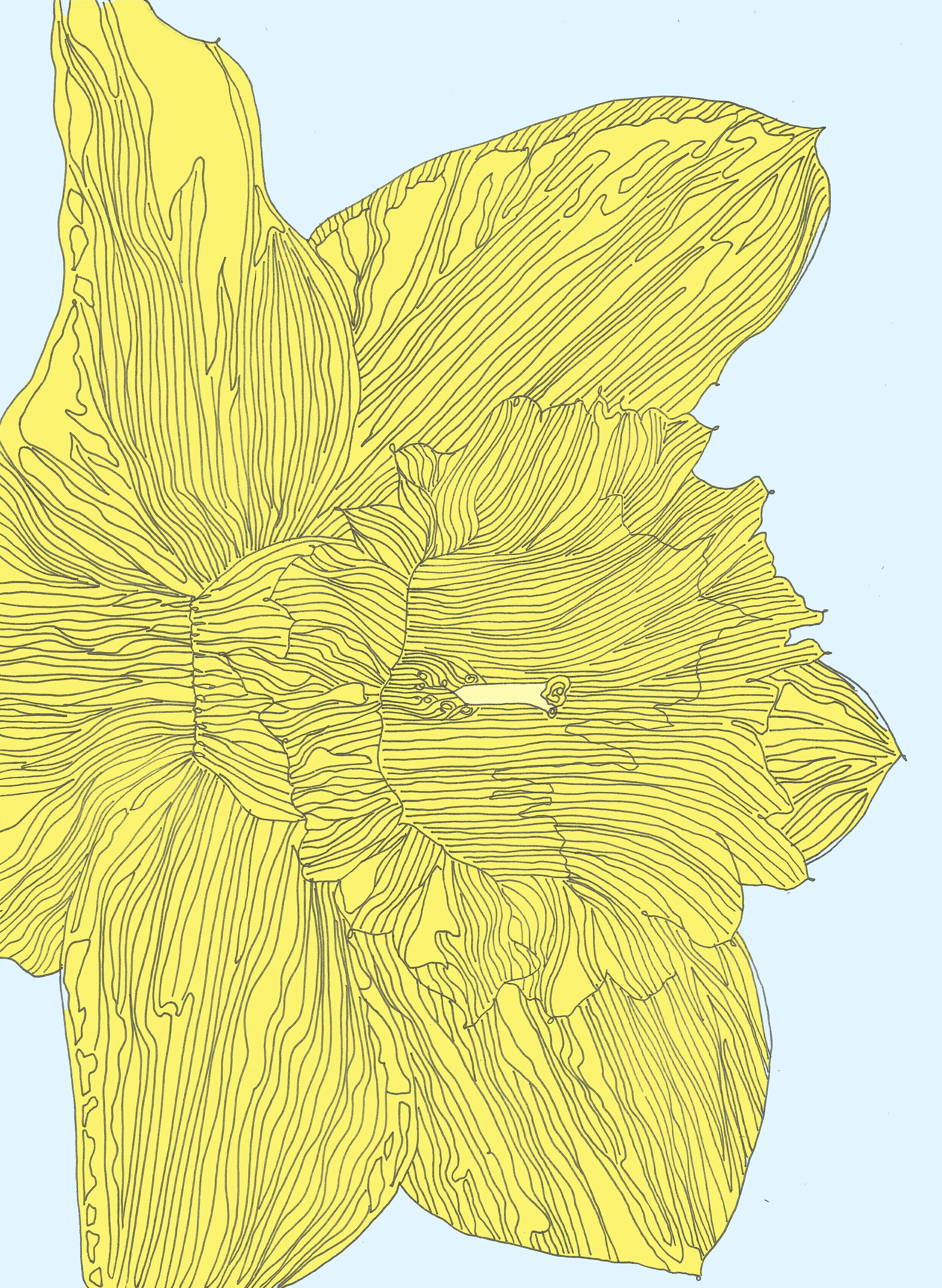 DAFFODILLD-COLOUR.jpg