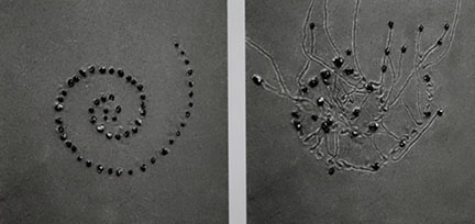 CNS.2013.002_Ranalli.jpg