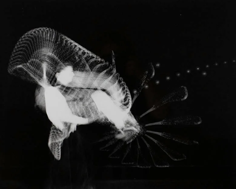 Harold Eugene Edgerton, Lacrosse Player, 1939
