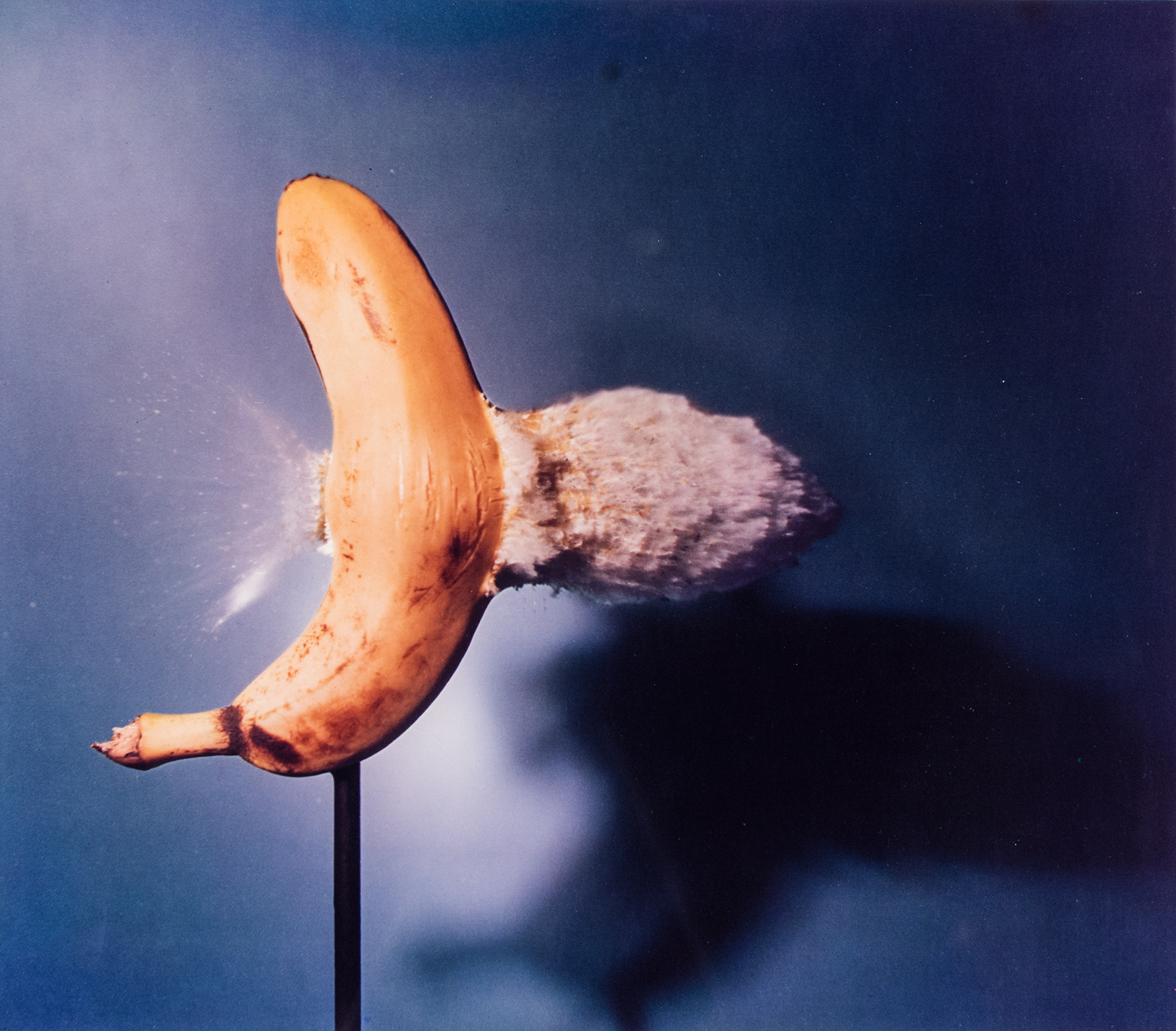 Harold Eugene Edgerton, Banana Split, 1964