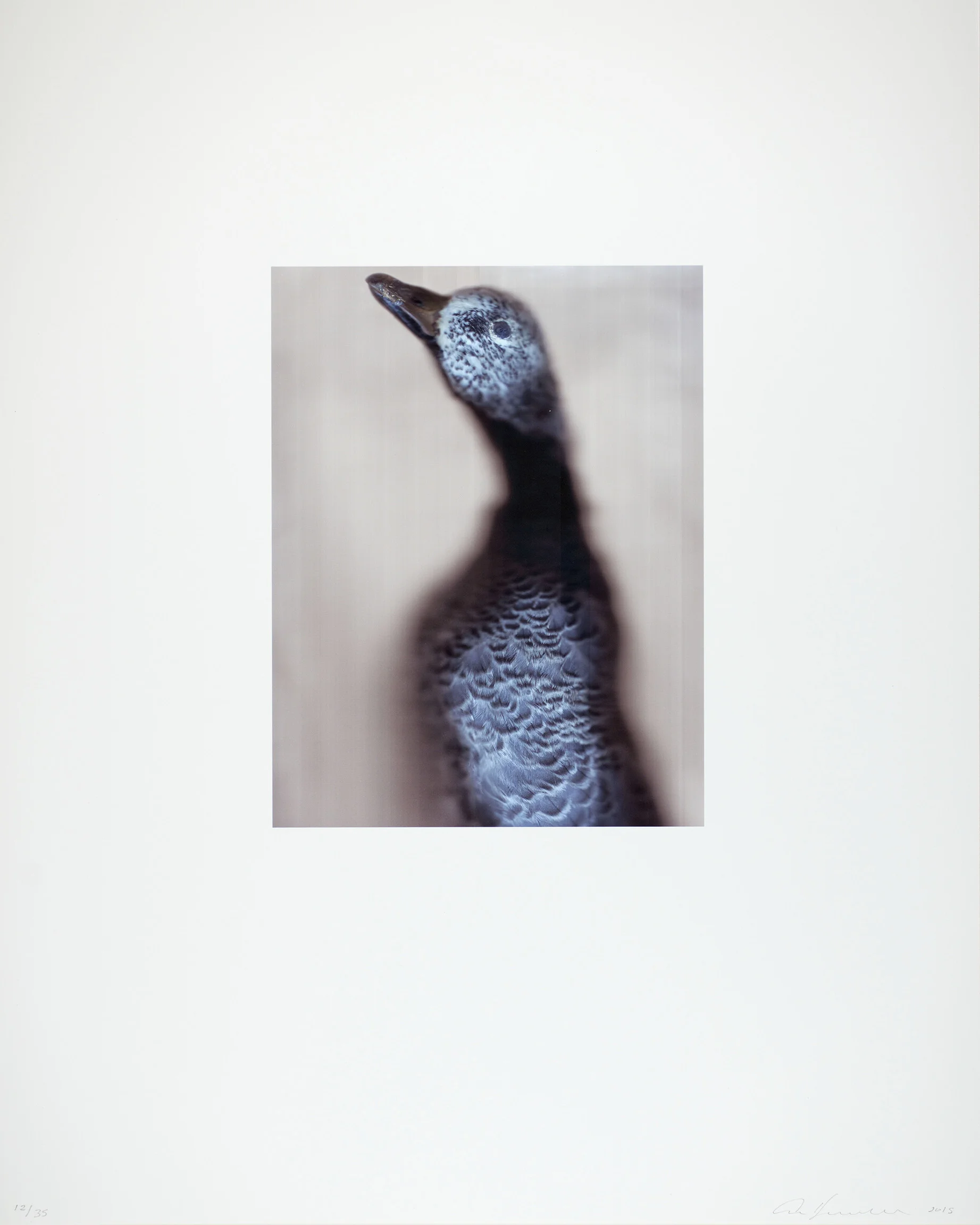 Ann Hamilton, Emperor Goose, 2015