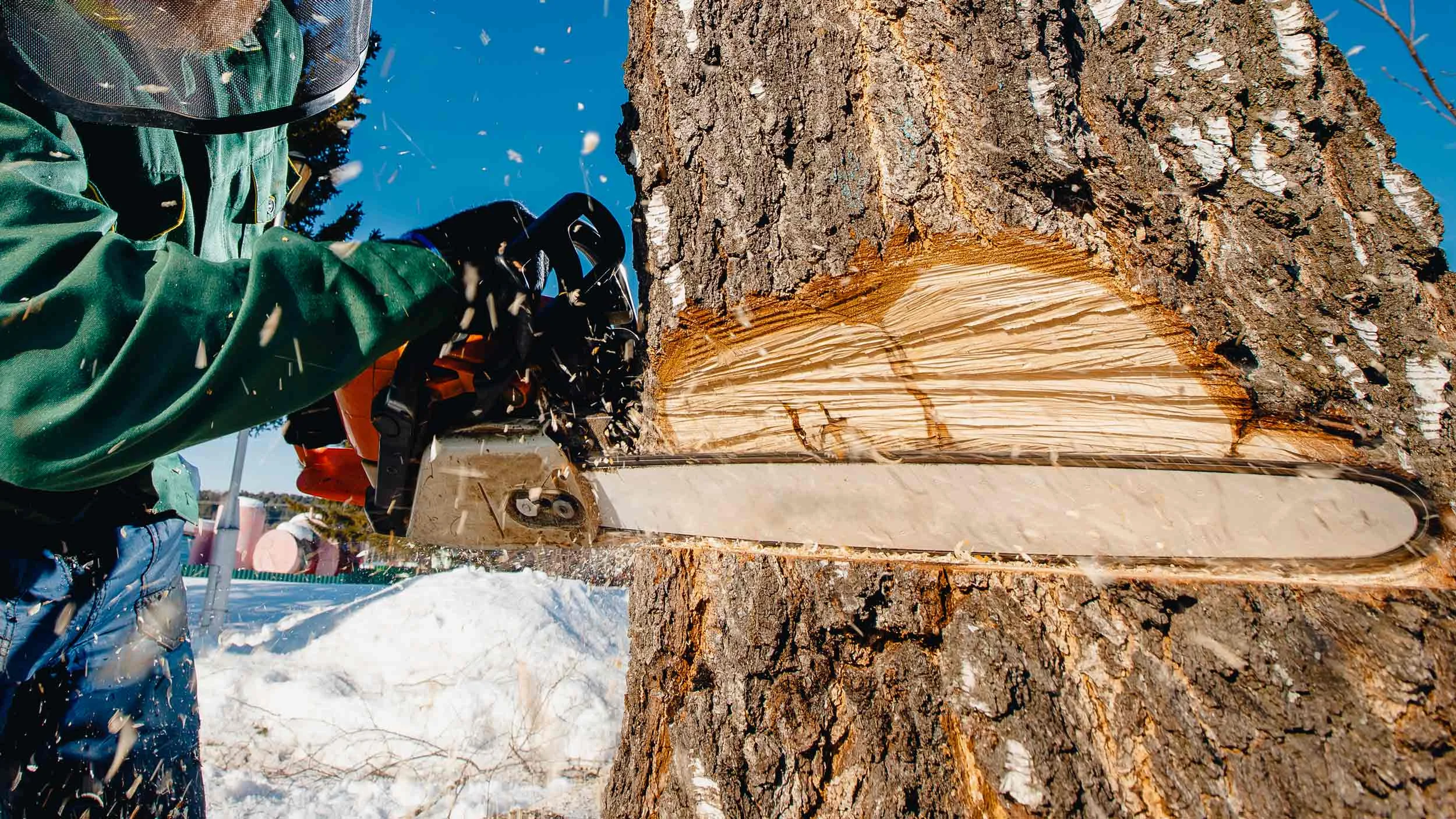 tree-cut.jpg