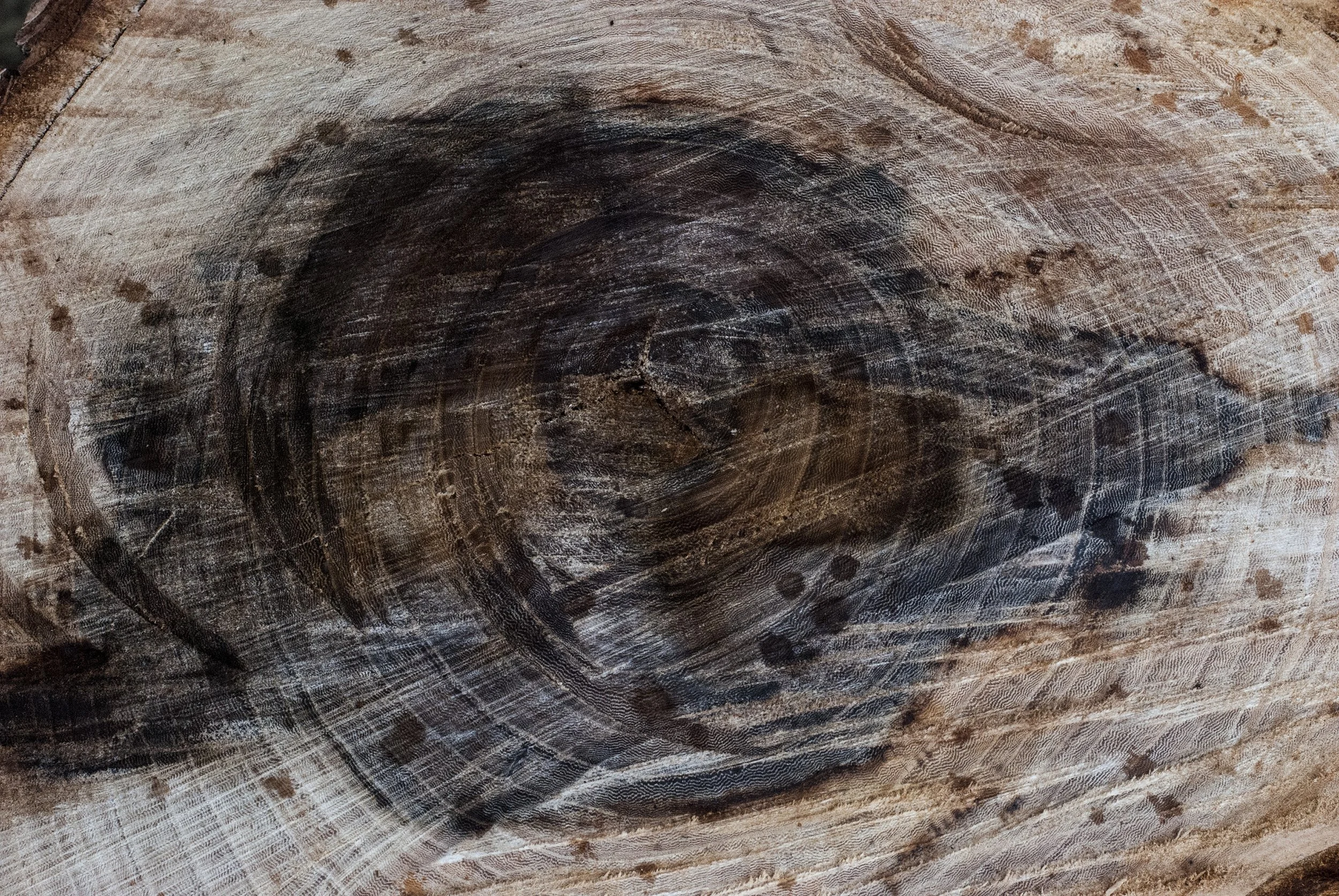 wg_tree_ring_textures_5.jpg