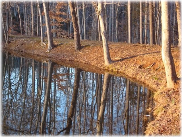 pond-trees-054.jpg