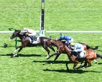 finnish Le Coupe1.jpg