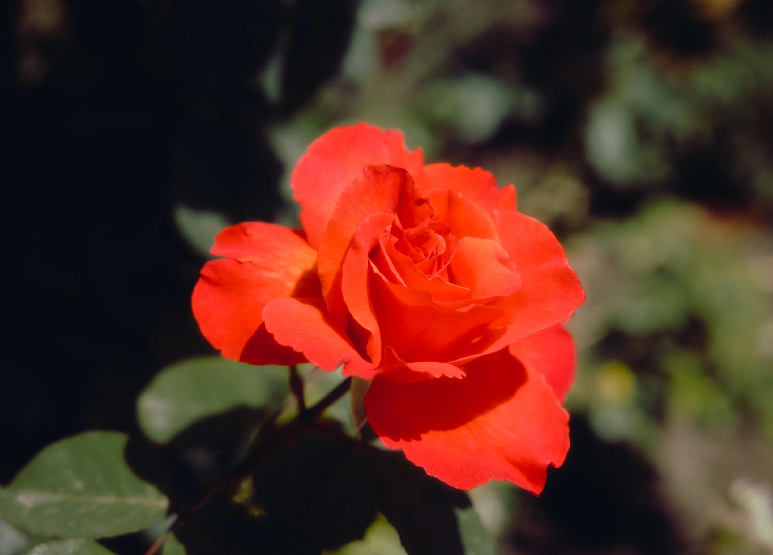 -25A6326.JPG