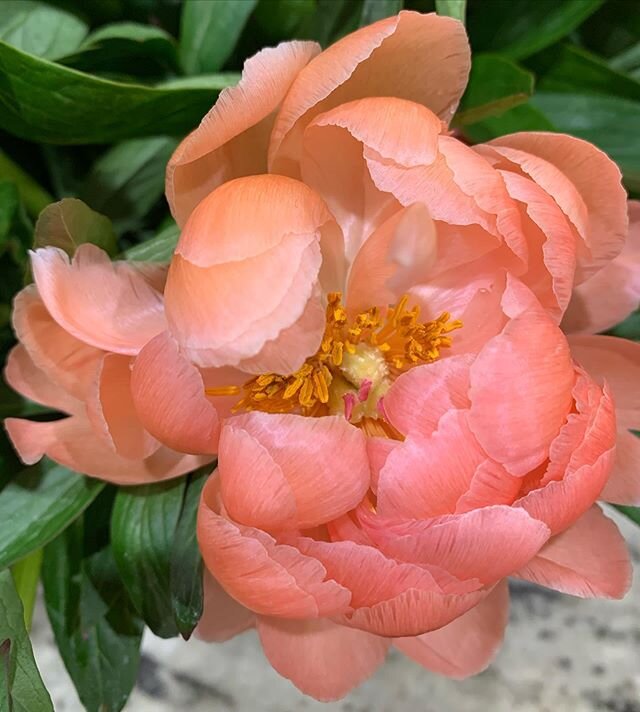 Got to love a charmer 💕

@keythorpe_walled_garden 🌱
#coralcharm 
#britishblooms 
#britishflowers 
#grownnotflown 
#gardeningflorist 
#gardengathered 
#seasonalflowers 
#floralfix 
#floral_fix 
#flowersofinstagram 
#flowergram 
#weddingflorist 
#lei