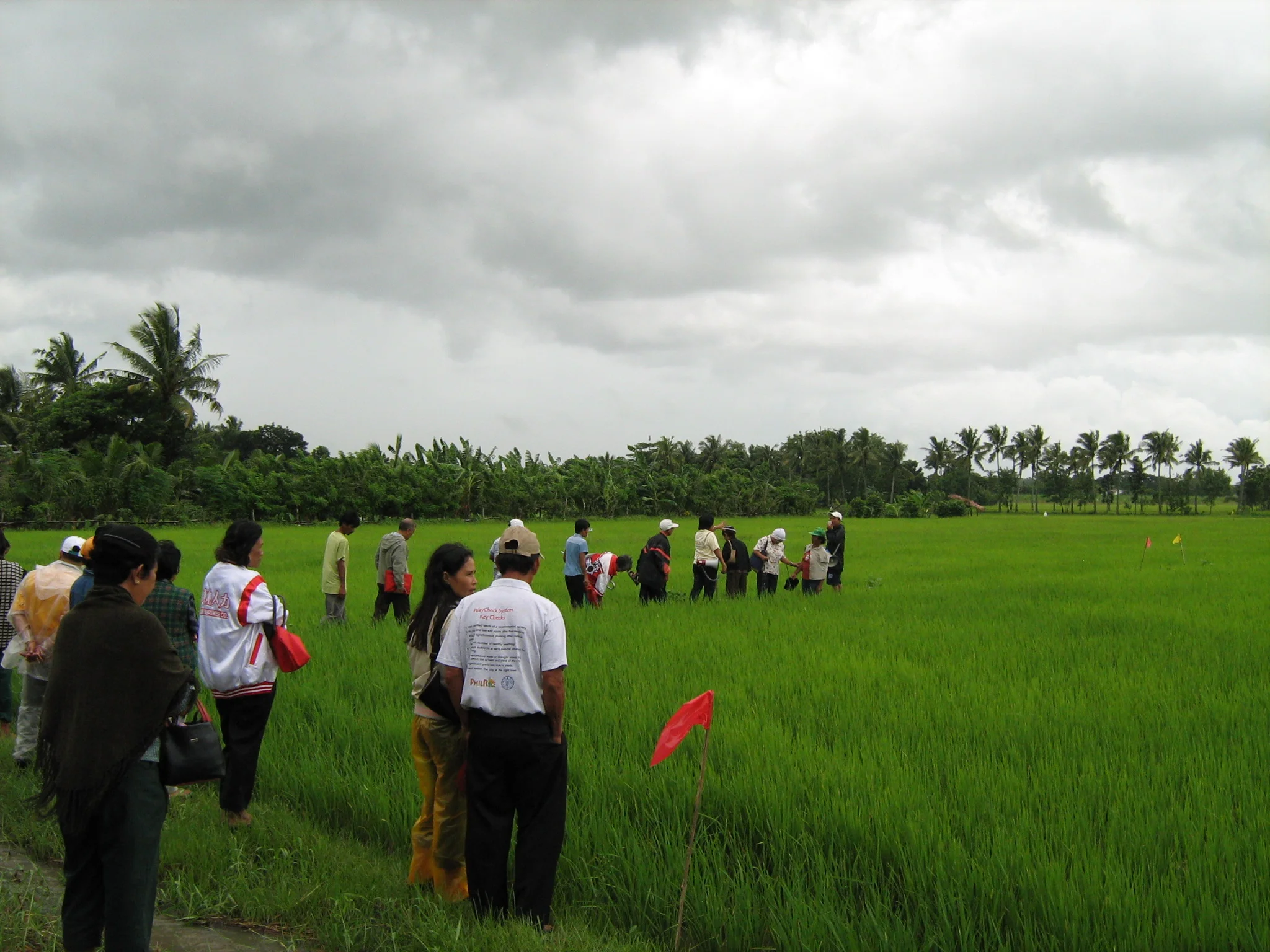 Rice-extension Philippines 2007 by David Pannell (3).JPG