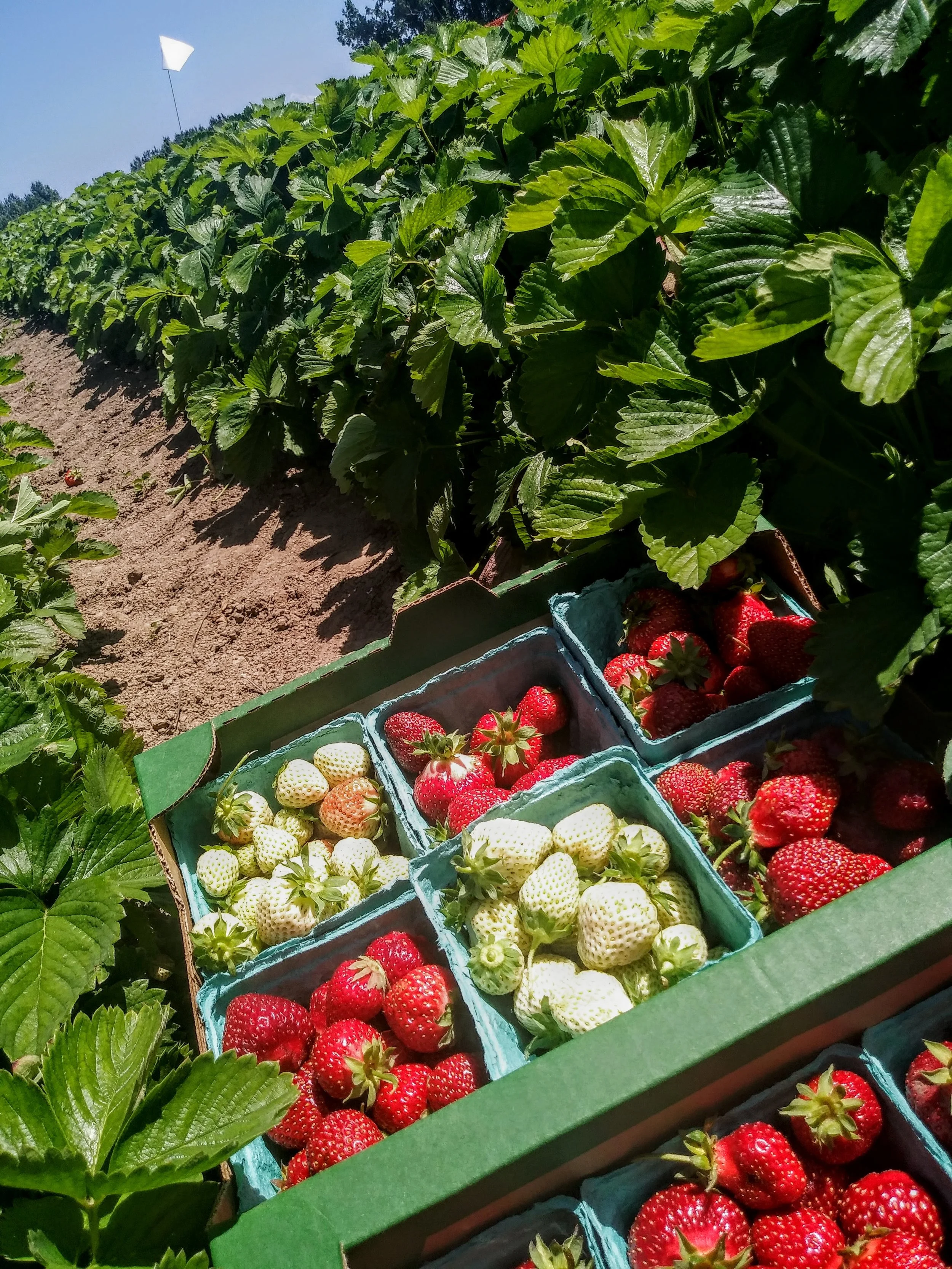 Sauvie Island berry picking: a must in Oregon in June.