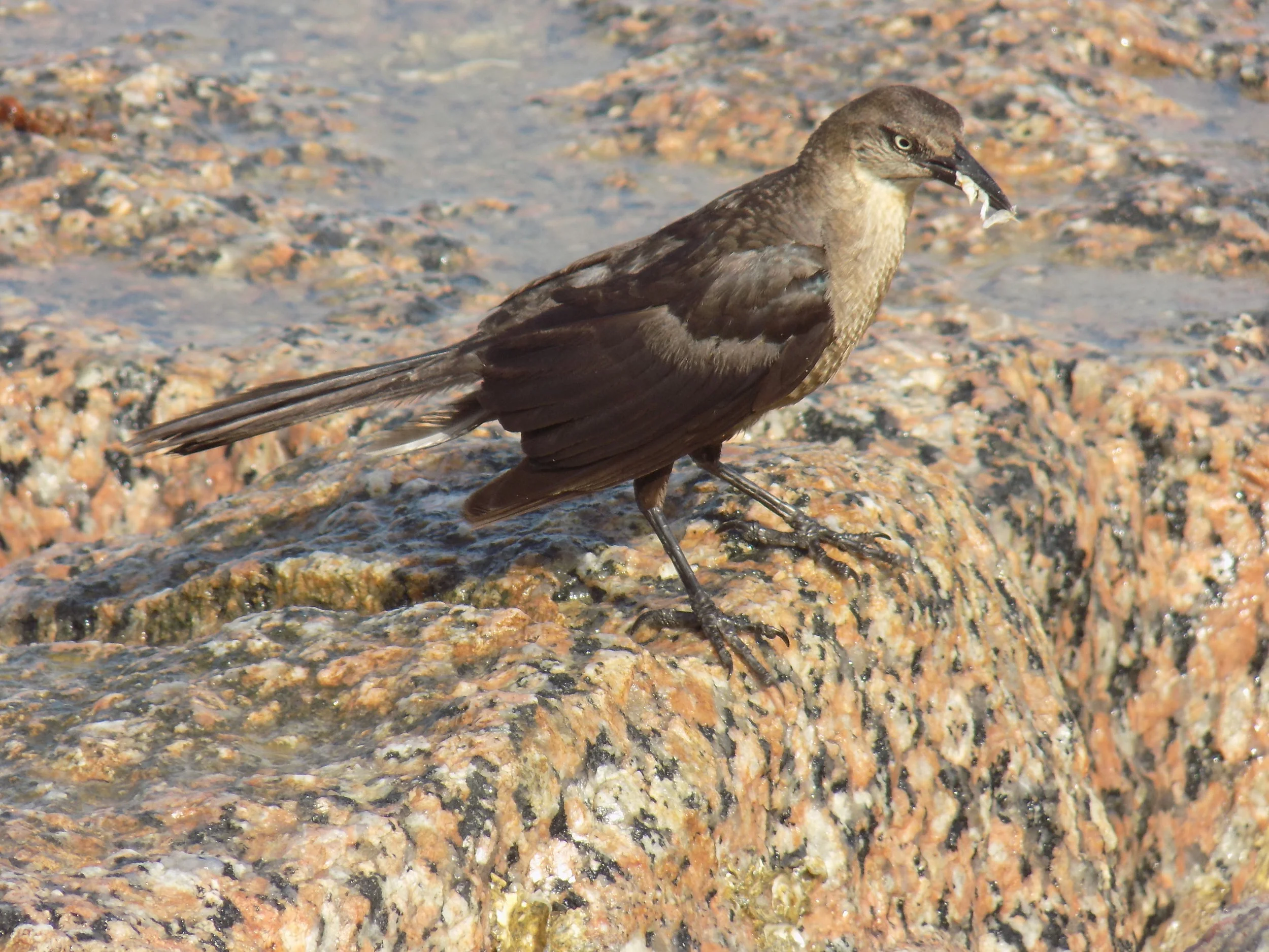 Birds at Jamaica Beach, Galveston TX