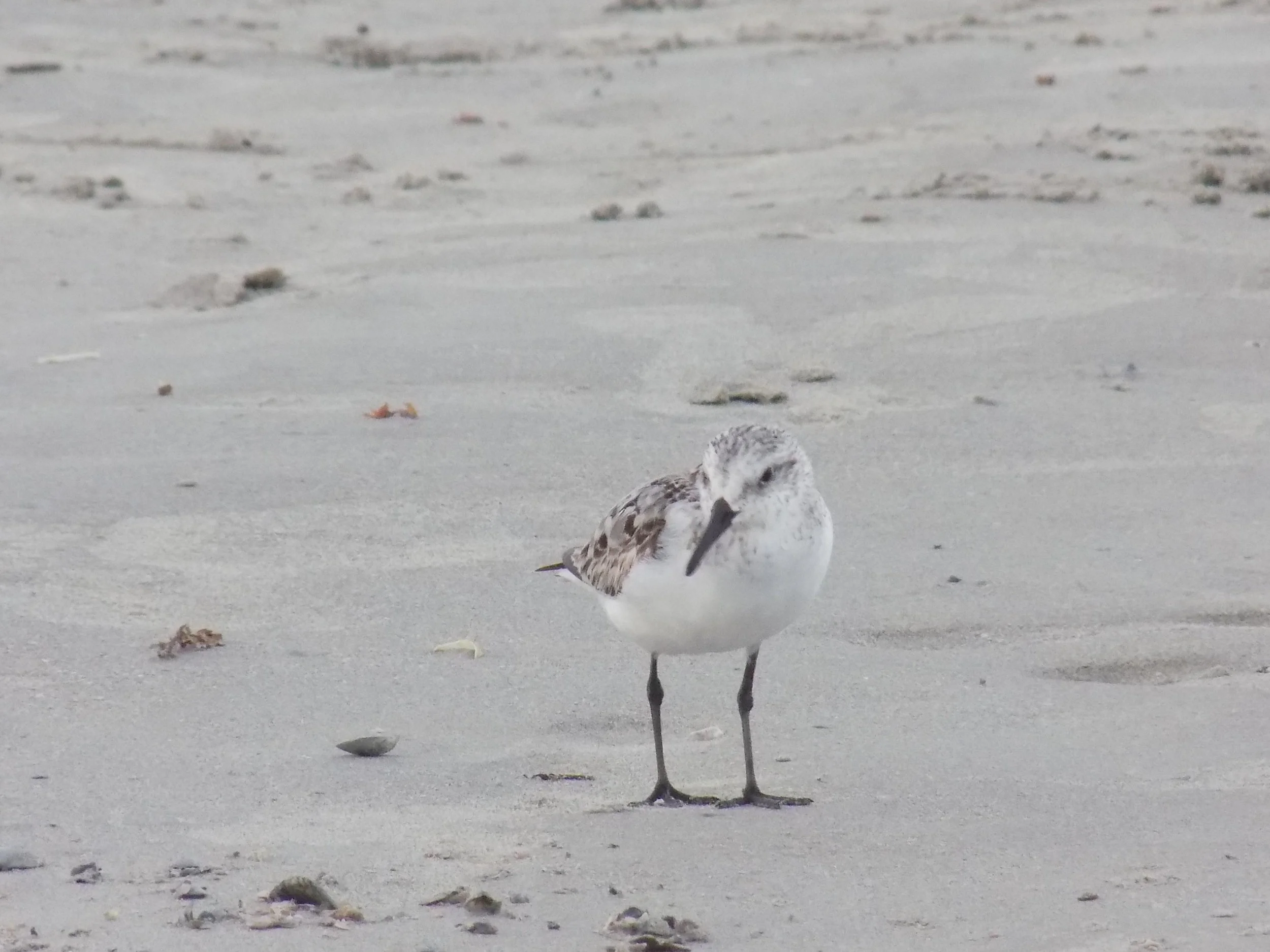 Birds at Jamaica Beach, Galveston TX