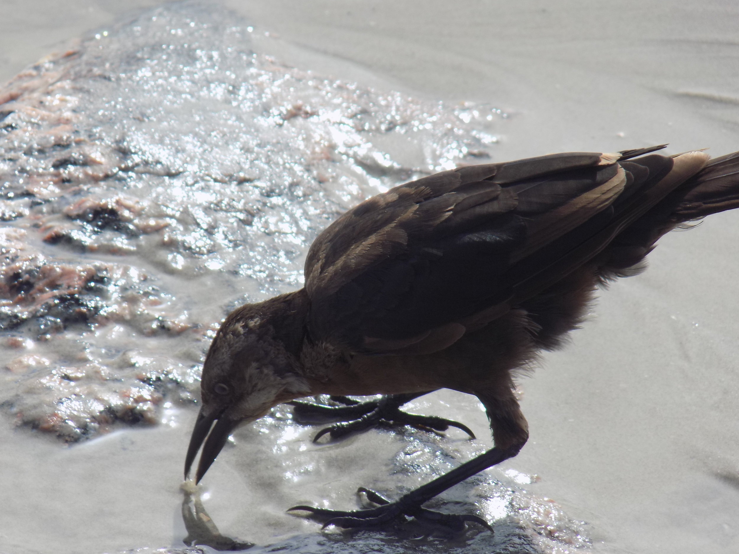 Birds at Jamaica Beach, Galveston TX