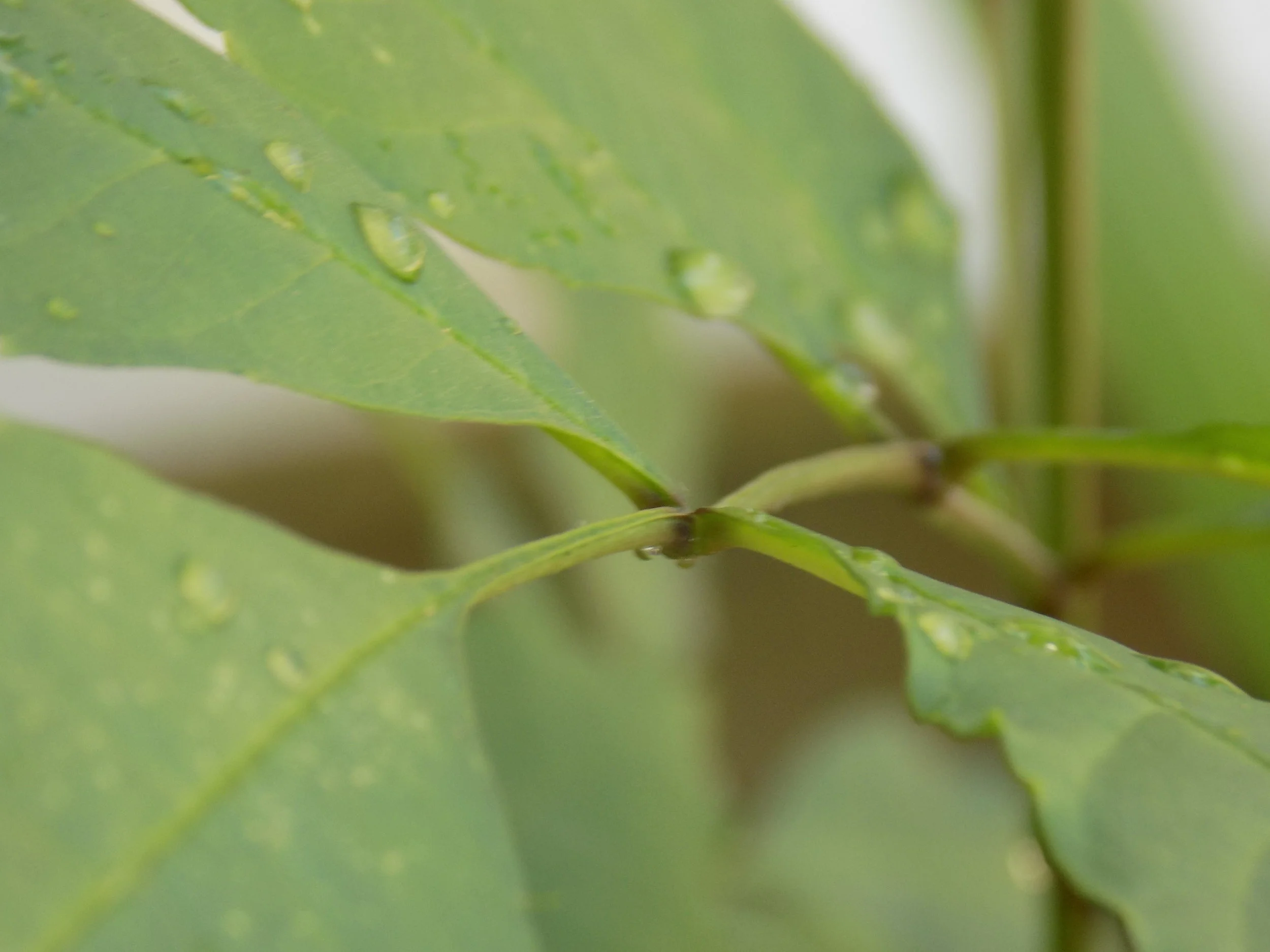 Leaf