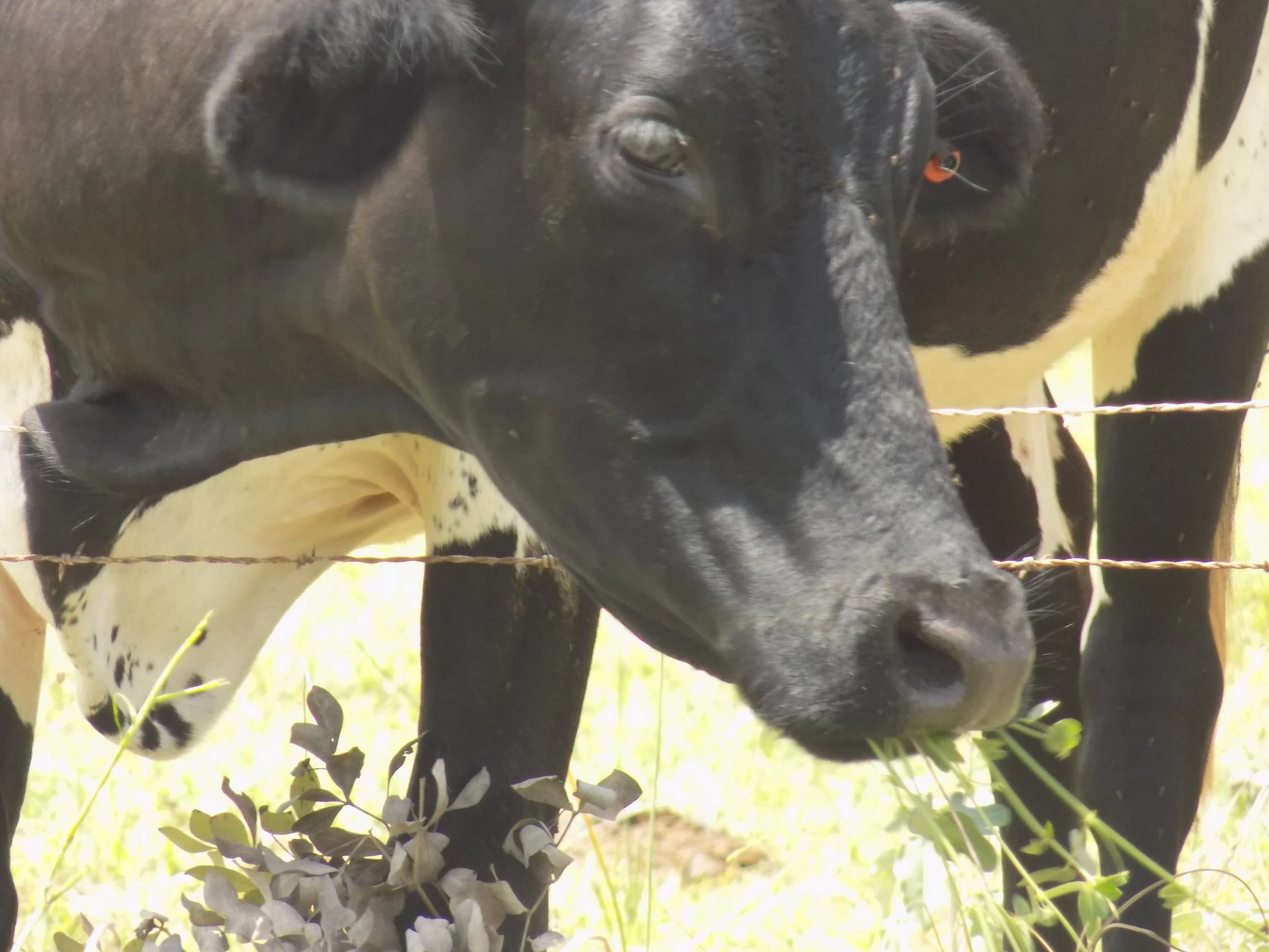 Cow