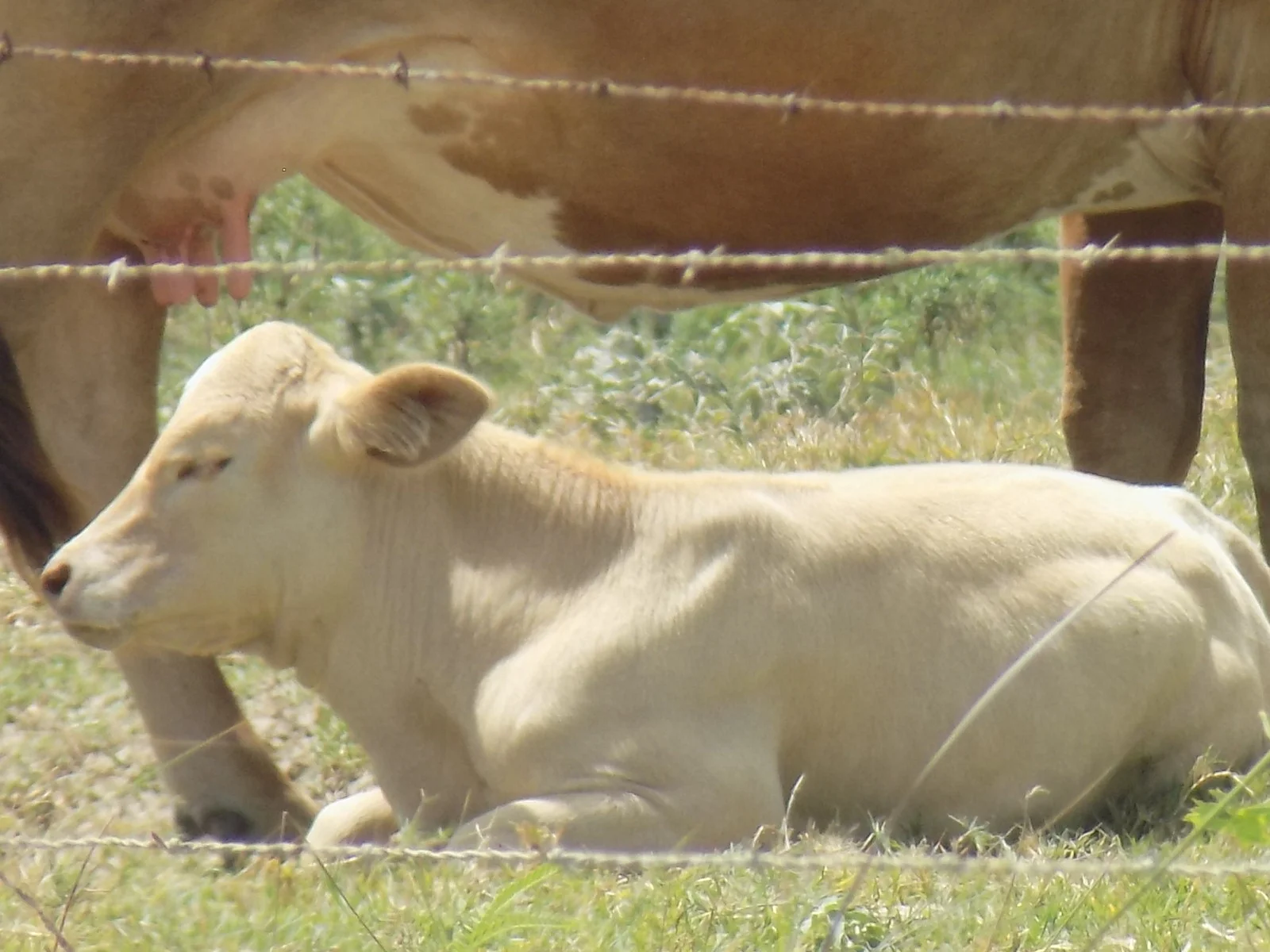 calf 