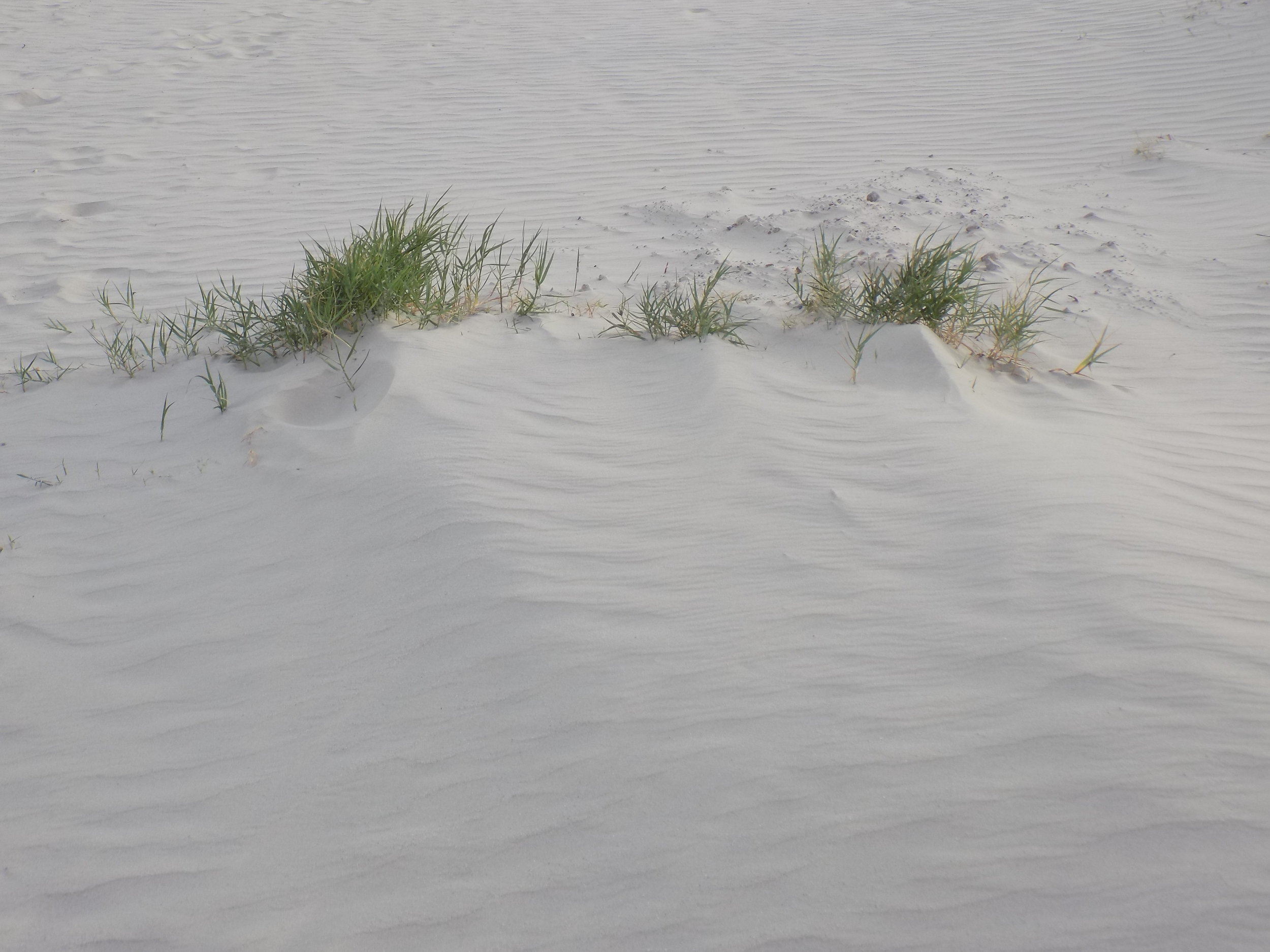 Grass in sand