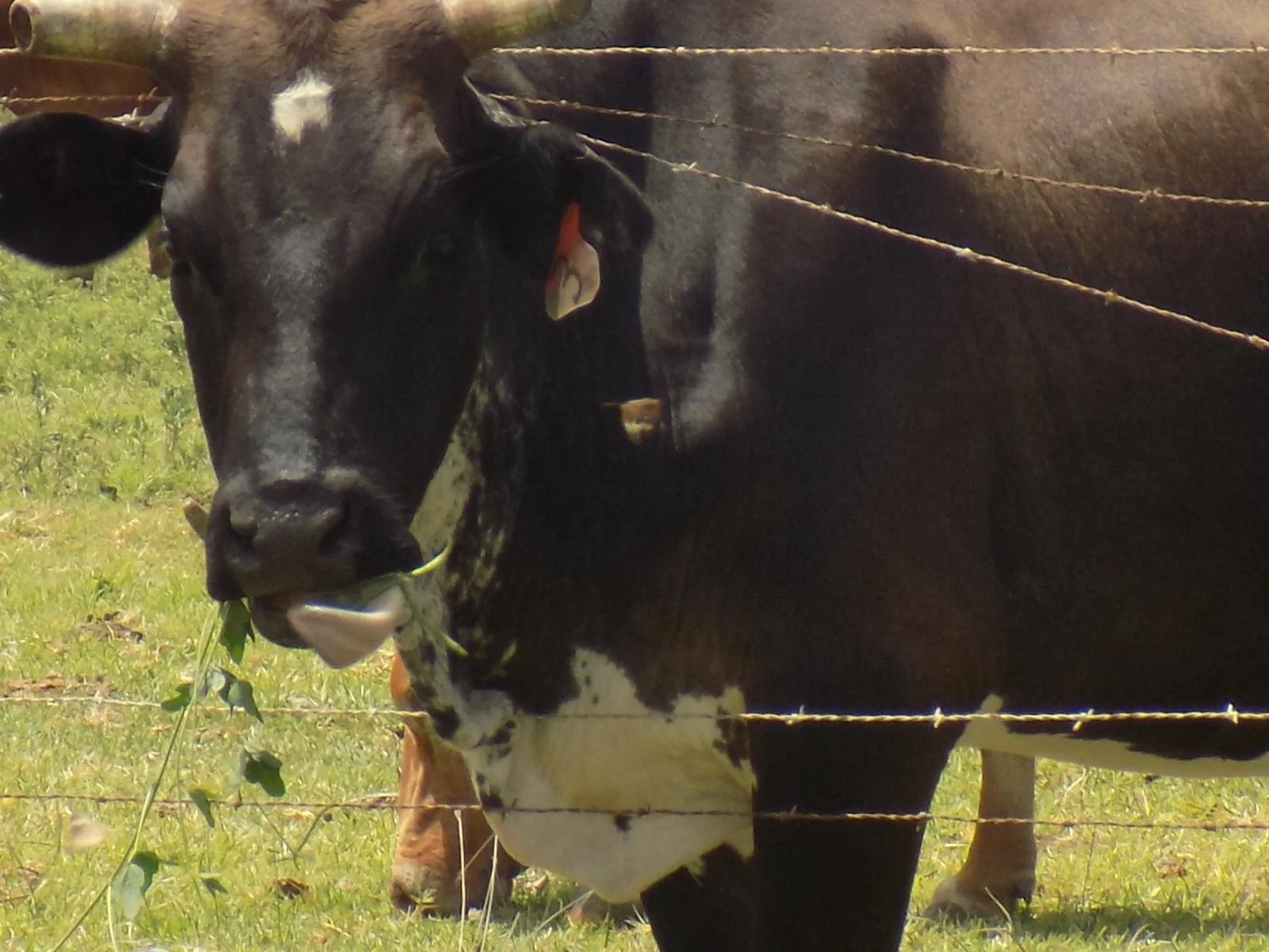 Cow