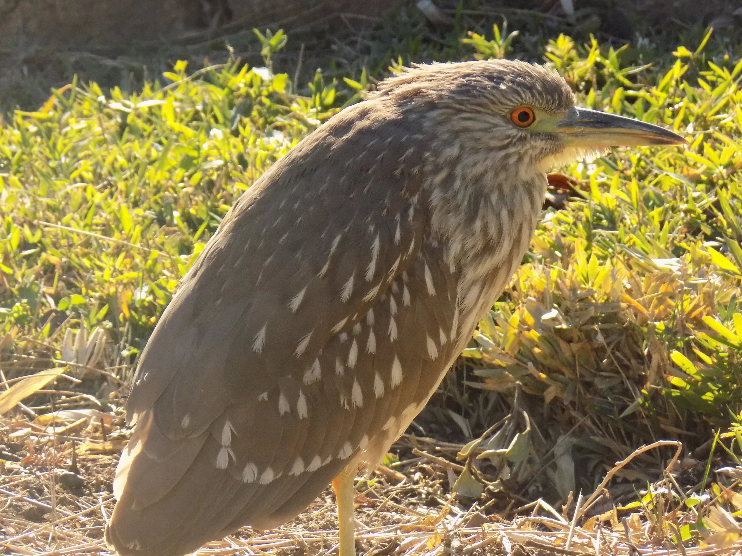 DSCN2278.JPG
