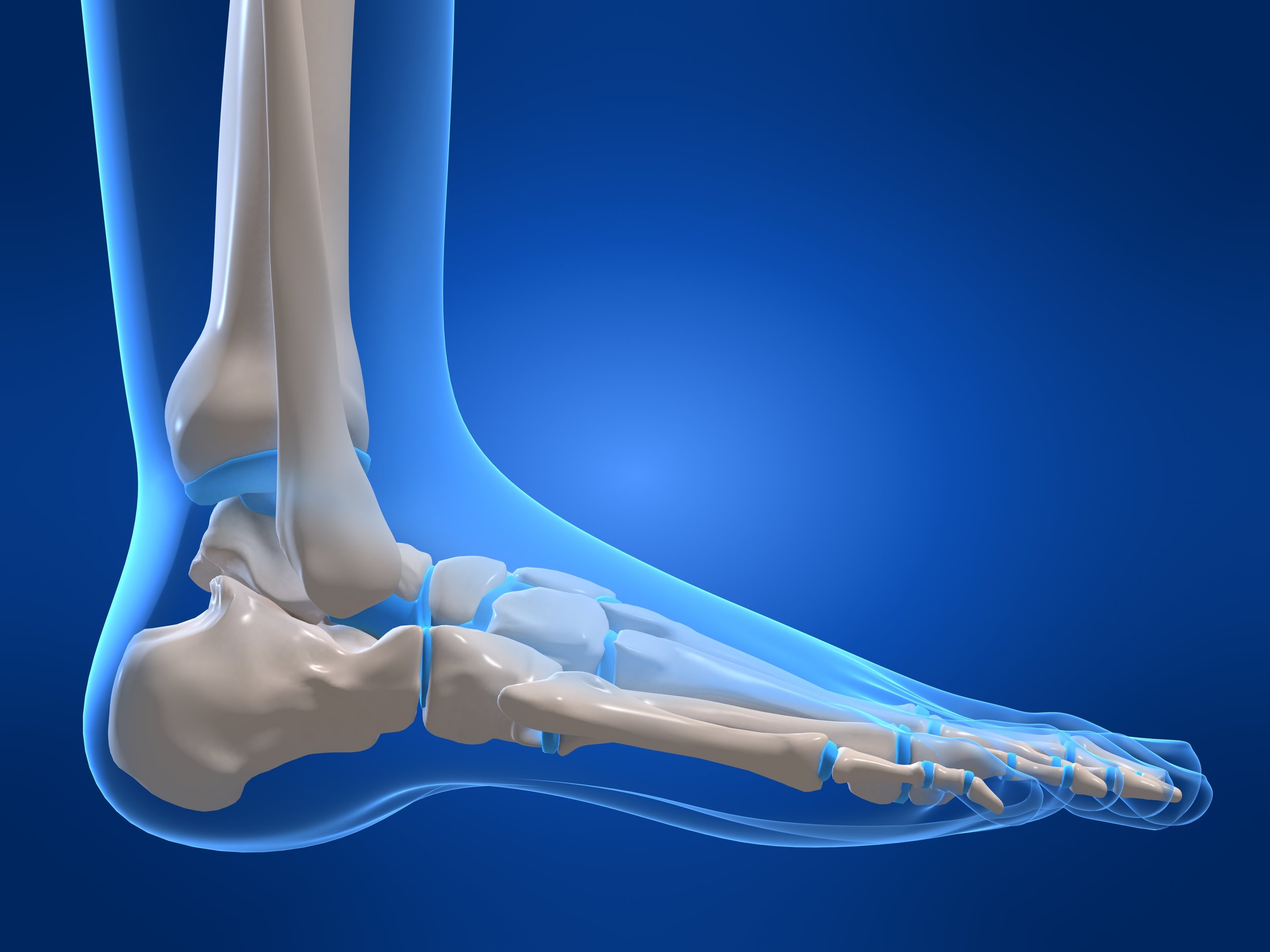 Top foot. Кости стопы голеностопный сустав. Скелет голеностопного сустава. Перелом лодыжки анатомия. Анатомия костей голеностопного сустава.