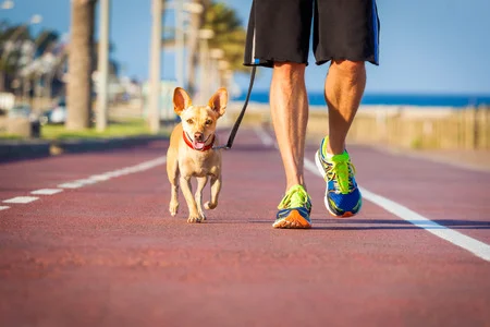 40982344_S_Dog_track_running_Pet_walking_Jogging.jpg