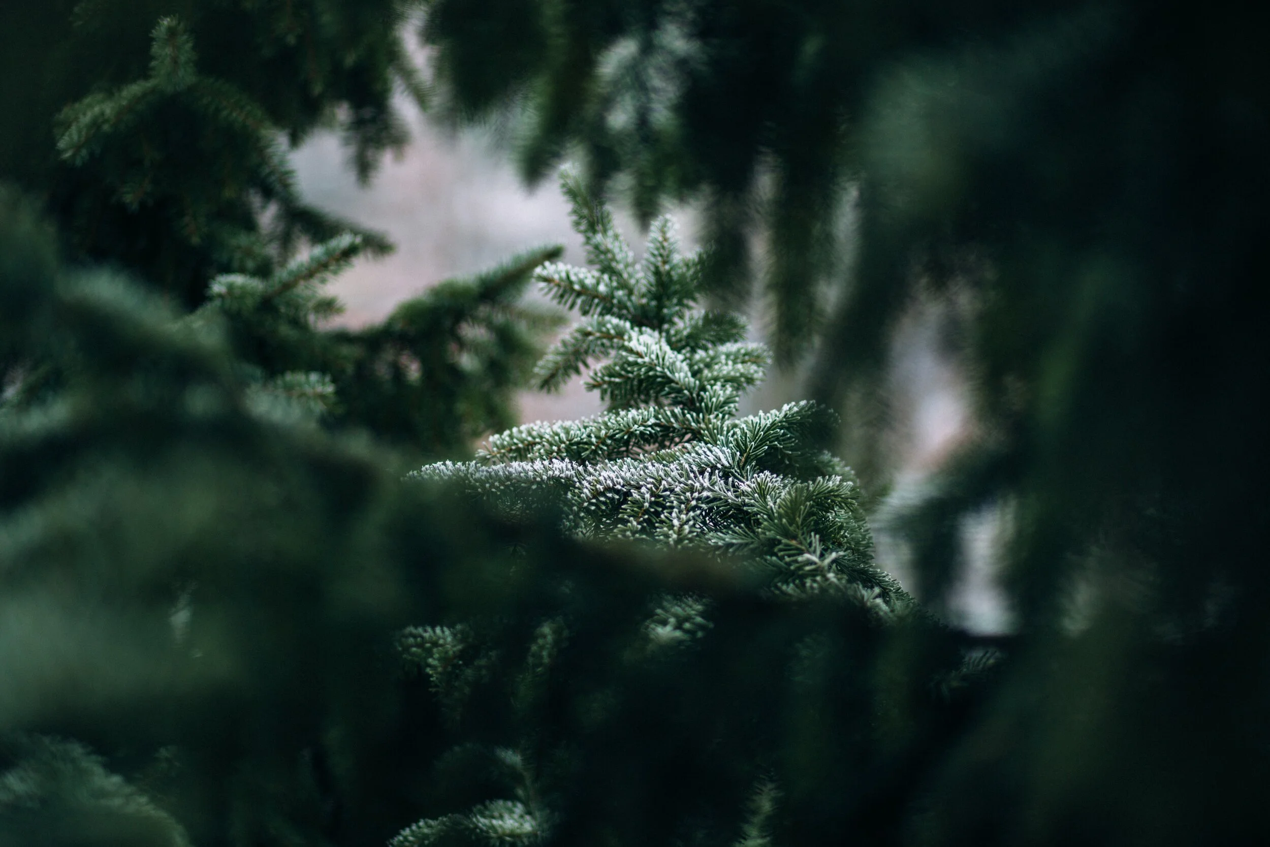 ADVENT WEEK ONE | THURSDAY, 3 DECEMBER