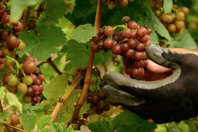 Whidbey Island Grown Week is Coming: Try These Five Events