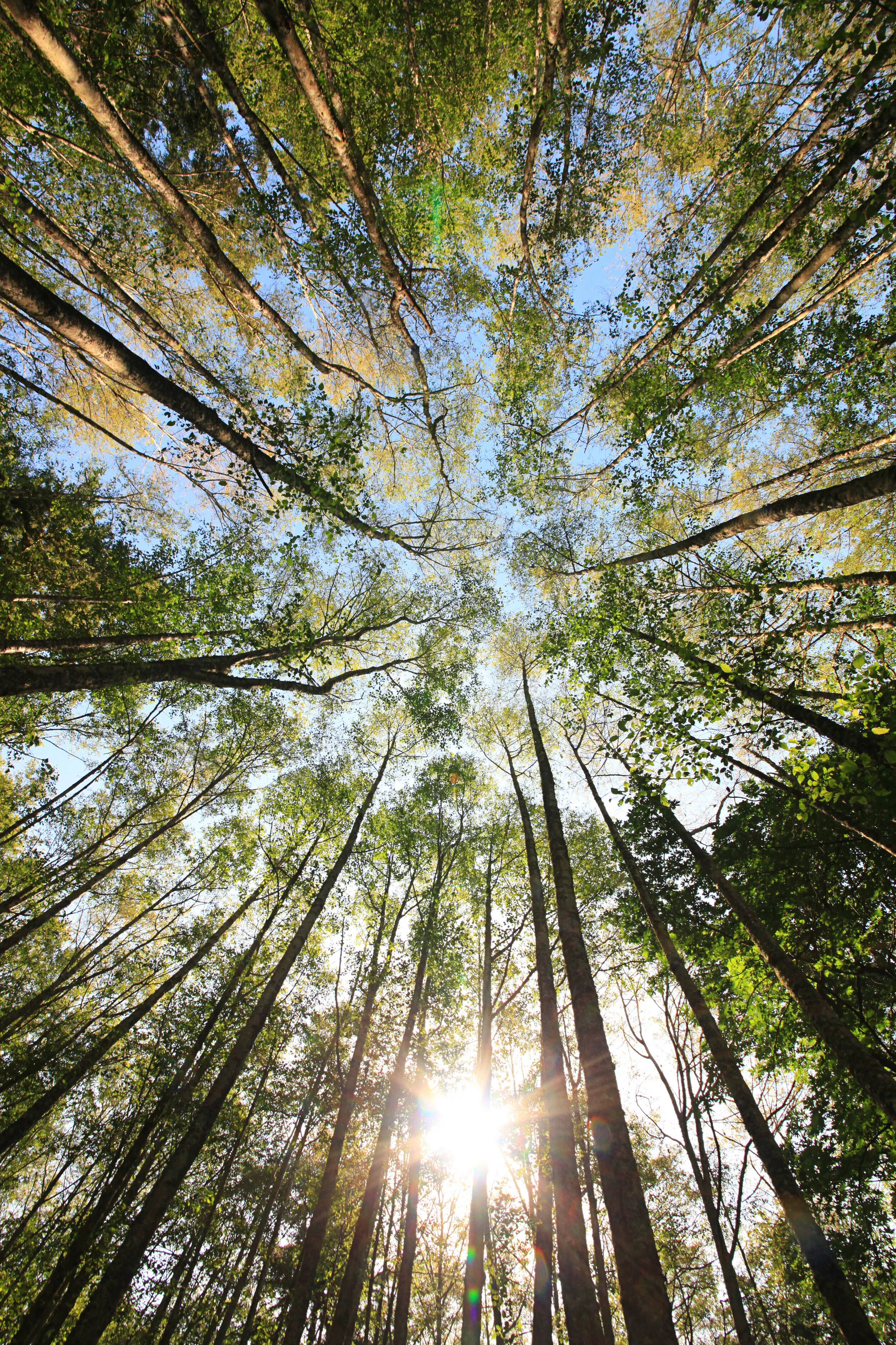 Gift a Living Tribute at Washington Nature Preserve