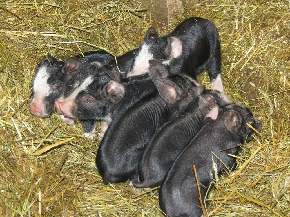 120224 Rich's babies 1-day old