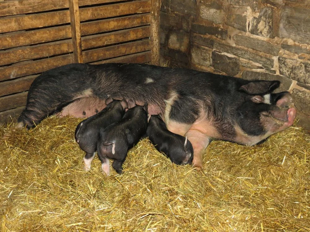 120227 Lucy feeding Bacon and his sisters